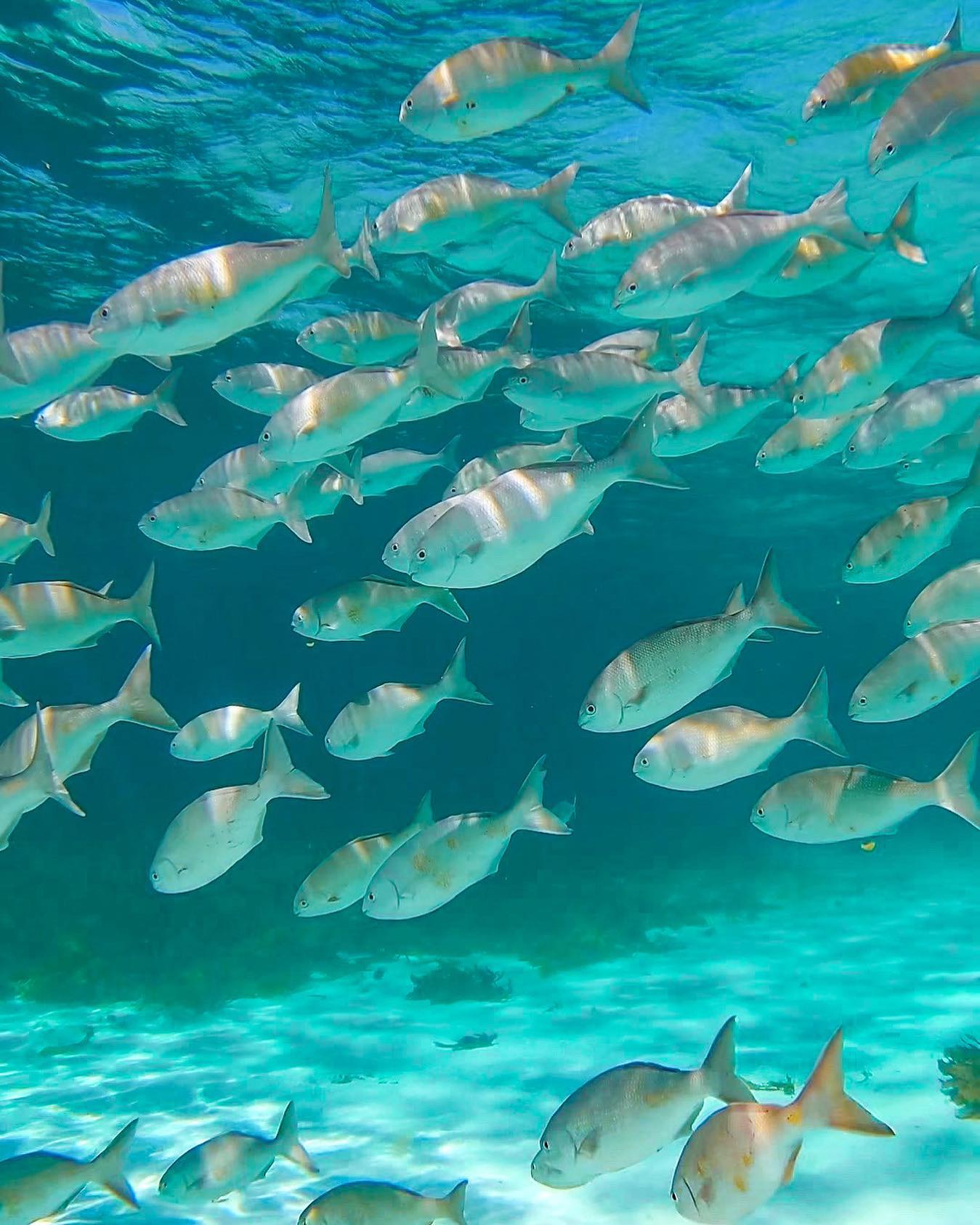 The Rottnest Island underwater... - Rottnest Snorkel Tours
