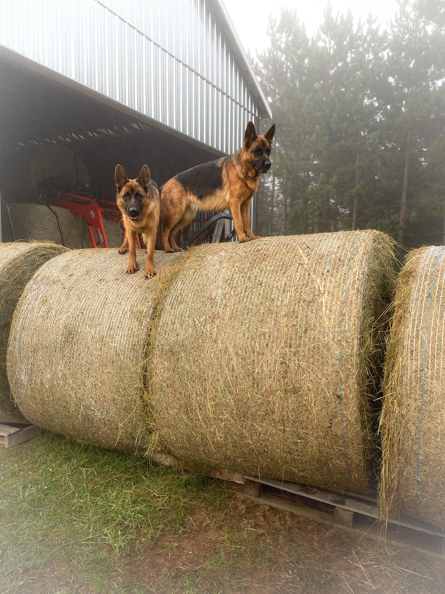 The life of a German Shepherd 🖤... - First Farms Canadian Horses / Les ...