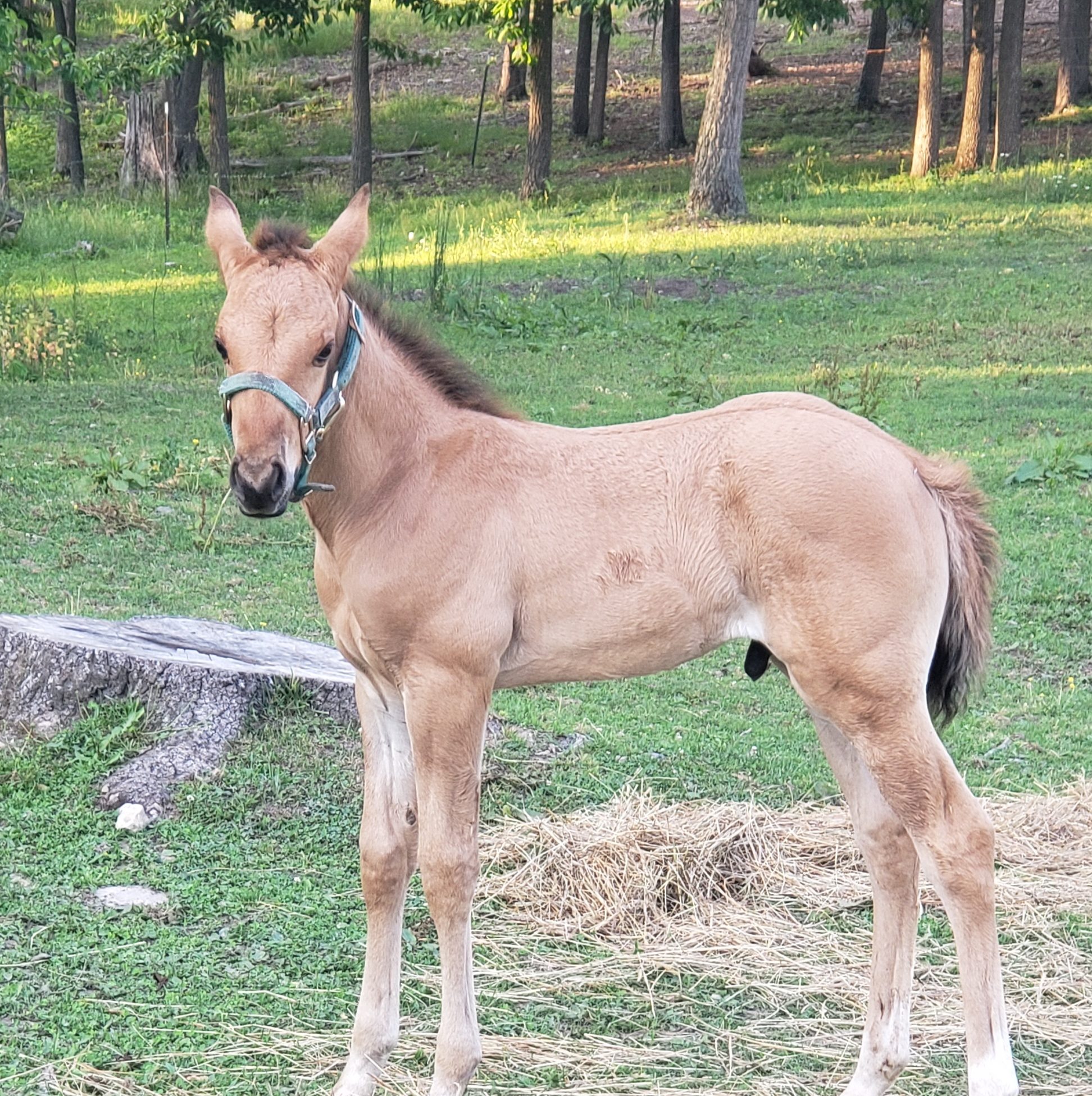 Cross Arrows Ranch added a new photo. - Cross Arrows Ranch