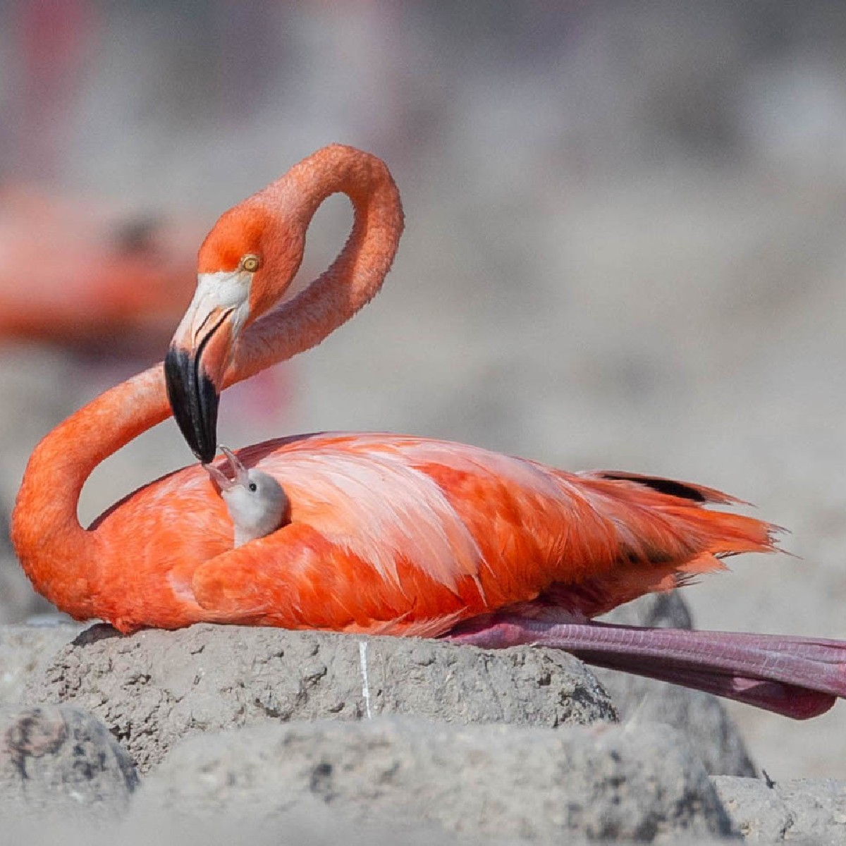 BBC - On Wednesdays we wear pink 💕⁣ ⁣ Flamingos aren't actually born ...