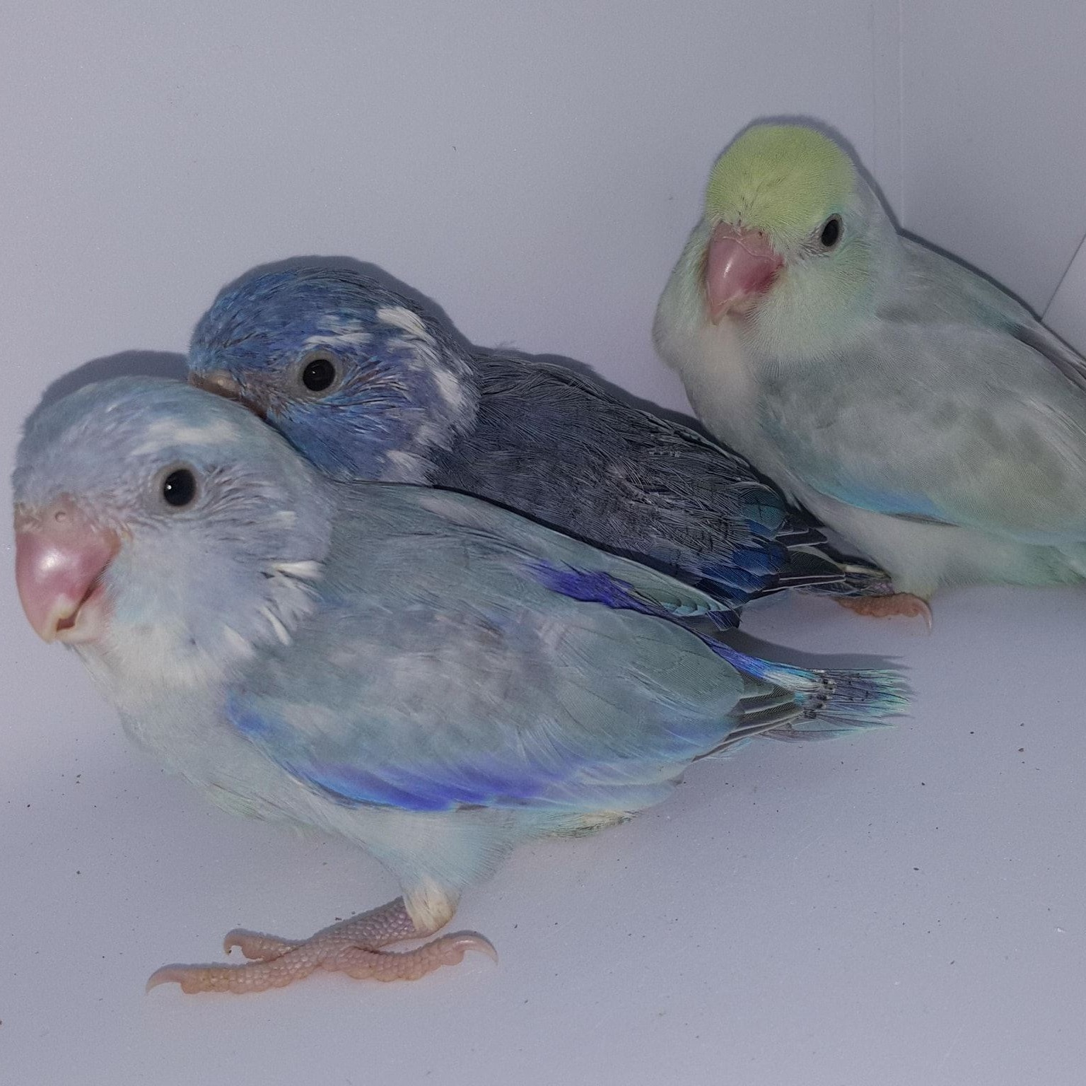 Photo inspiration: Infamous Infamous Parrotlets By Sussy S Wings Photo Inspiration
