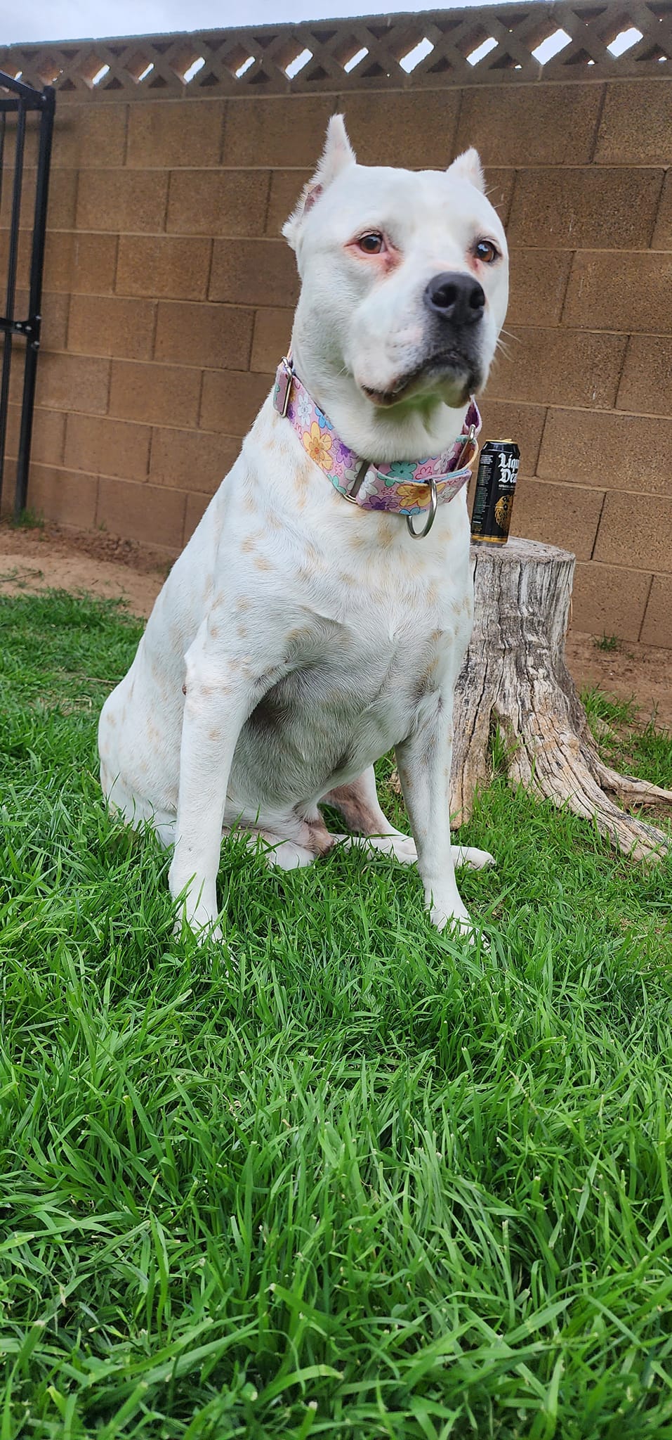 Pitty Paws Bully Rescue