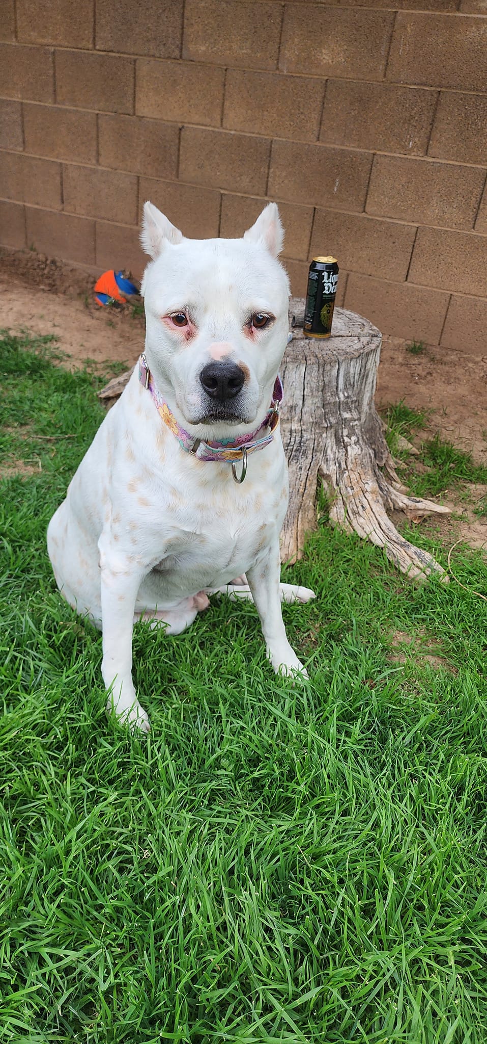 Pitty Paws Bully Rescue