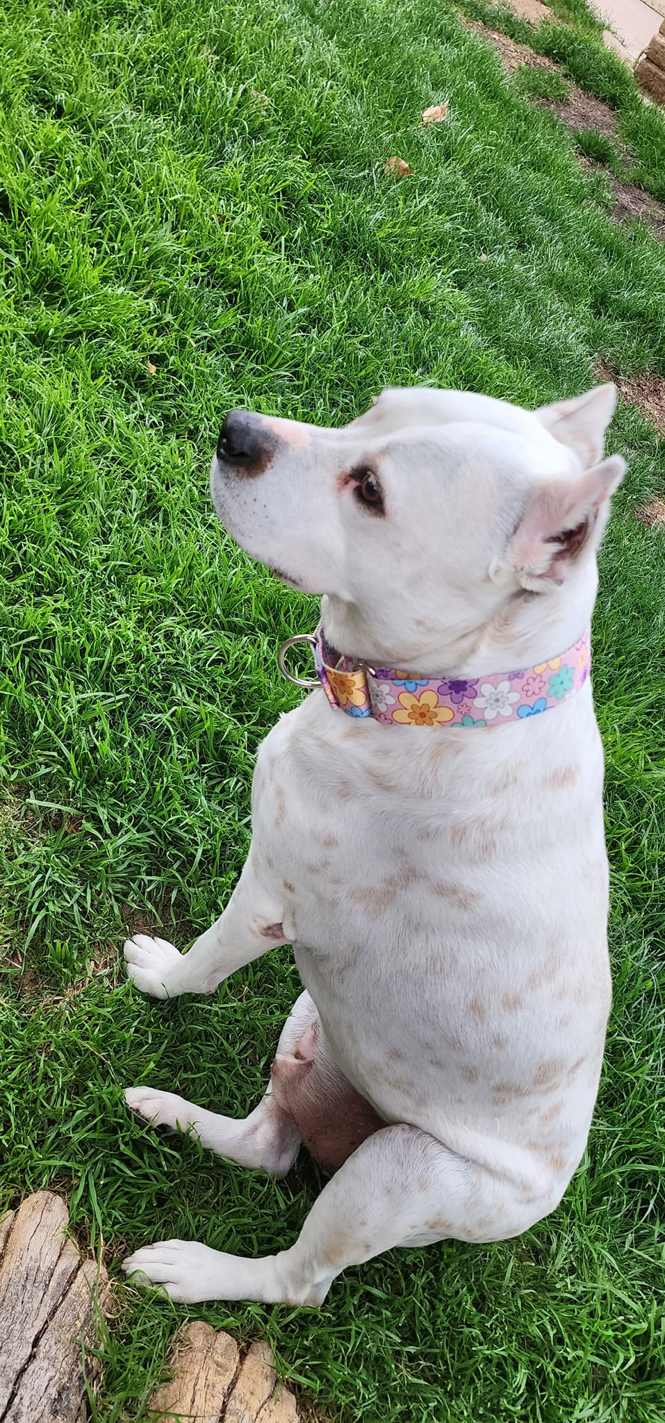 Pitty Paws Bully Rescue
