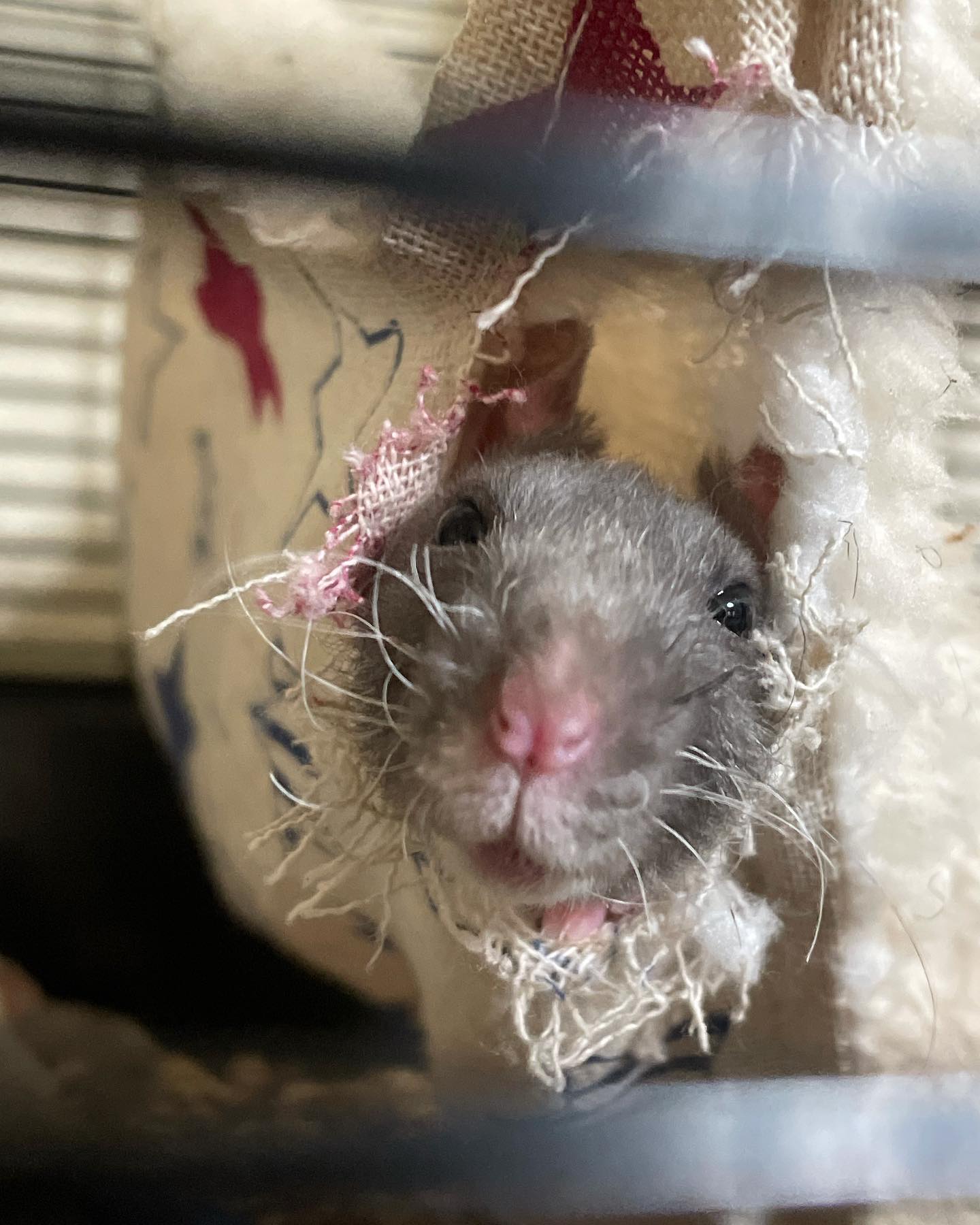 Fluffy Kumo Rattery & Mousery | Los Banos CA