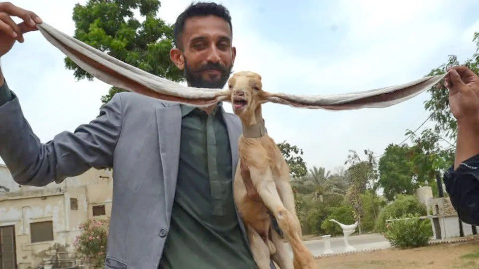 Conoce a Simba, el cabrito de Karachi,... - Pakistan Cultural