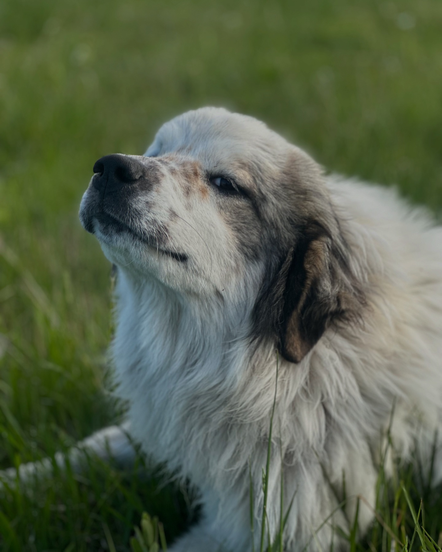 Auðumbla Regenerative Ranch