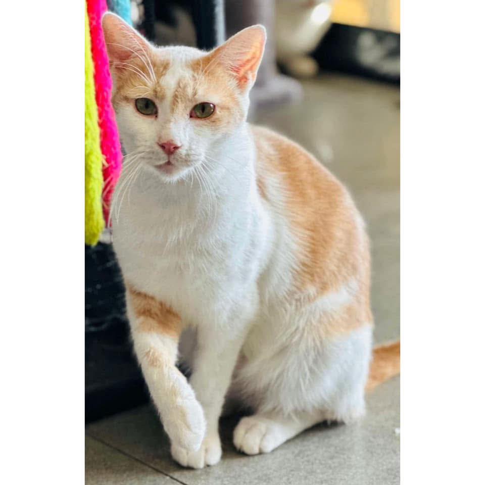 🐾💙 MEET BRUNO 💙🐾 Hi I’m Bruno and... - Perth Rescue Angels | Facebook