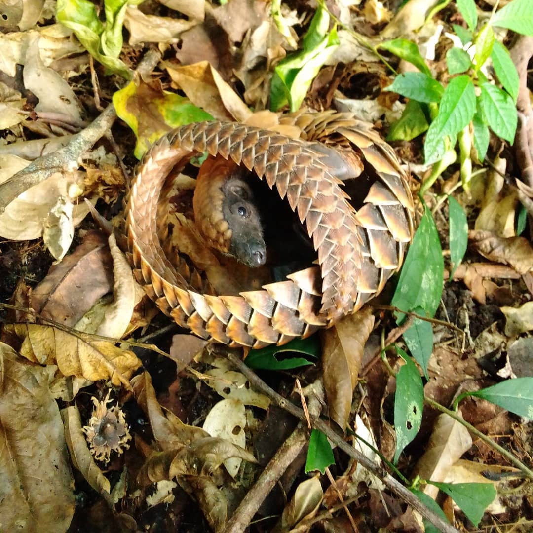 Libassa Wildlife Sanctuary - LiWiSa | Monrovia