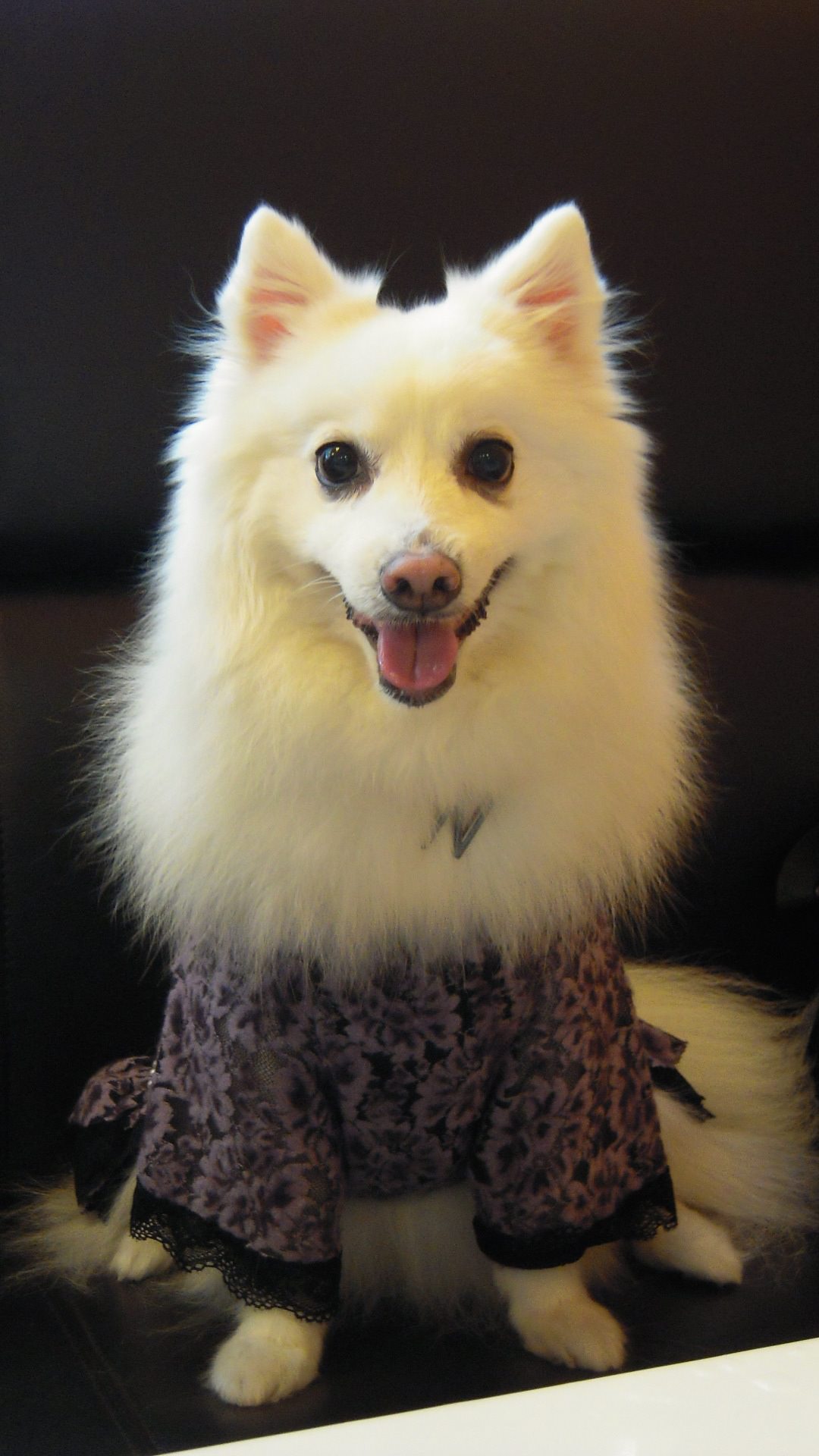 Nikki (I LUV Japanese Spitz !)