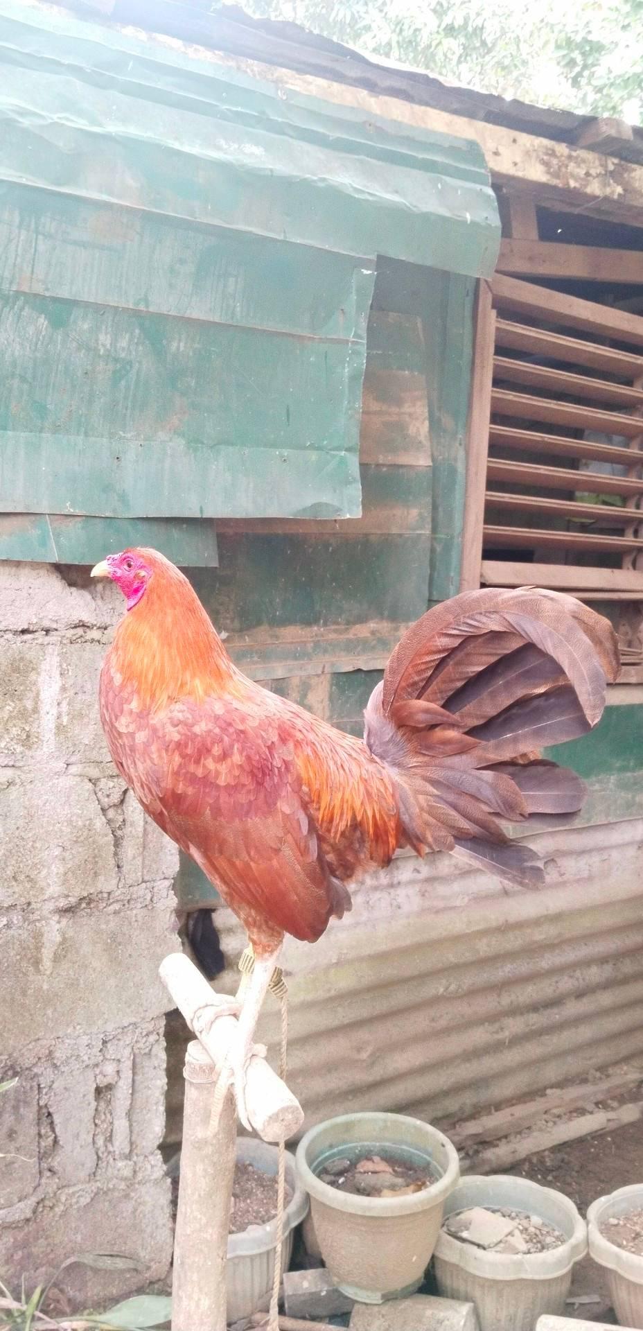 Bentahan ng manok sa Nasugbu, Calaca, Balayan,Lemery, Taal Batangas ...