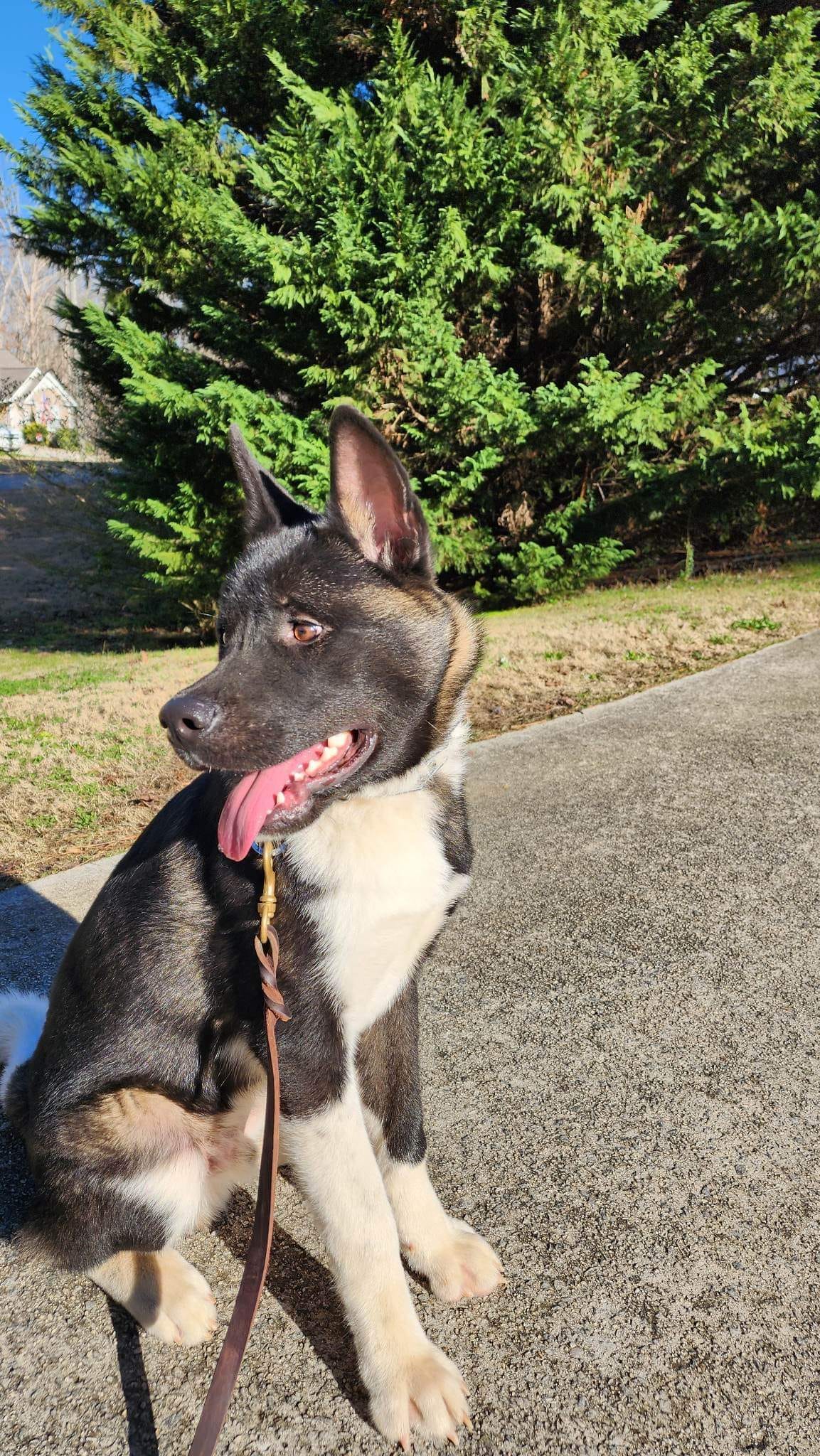 Let's welcome Koda!!!! He is here... - First Gen Dog Training