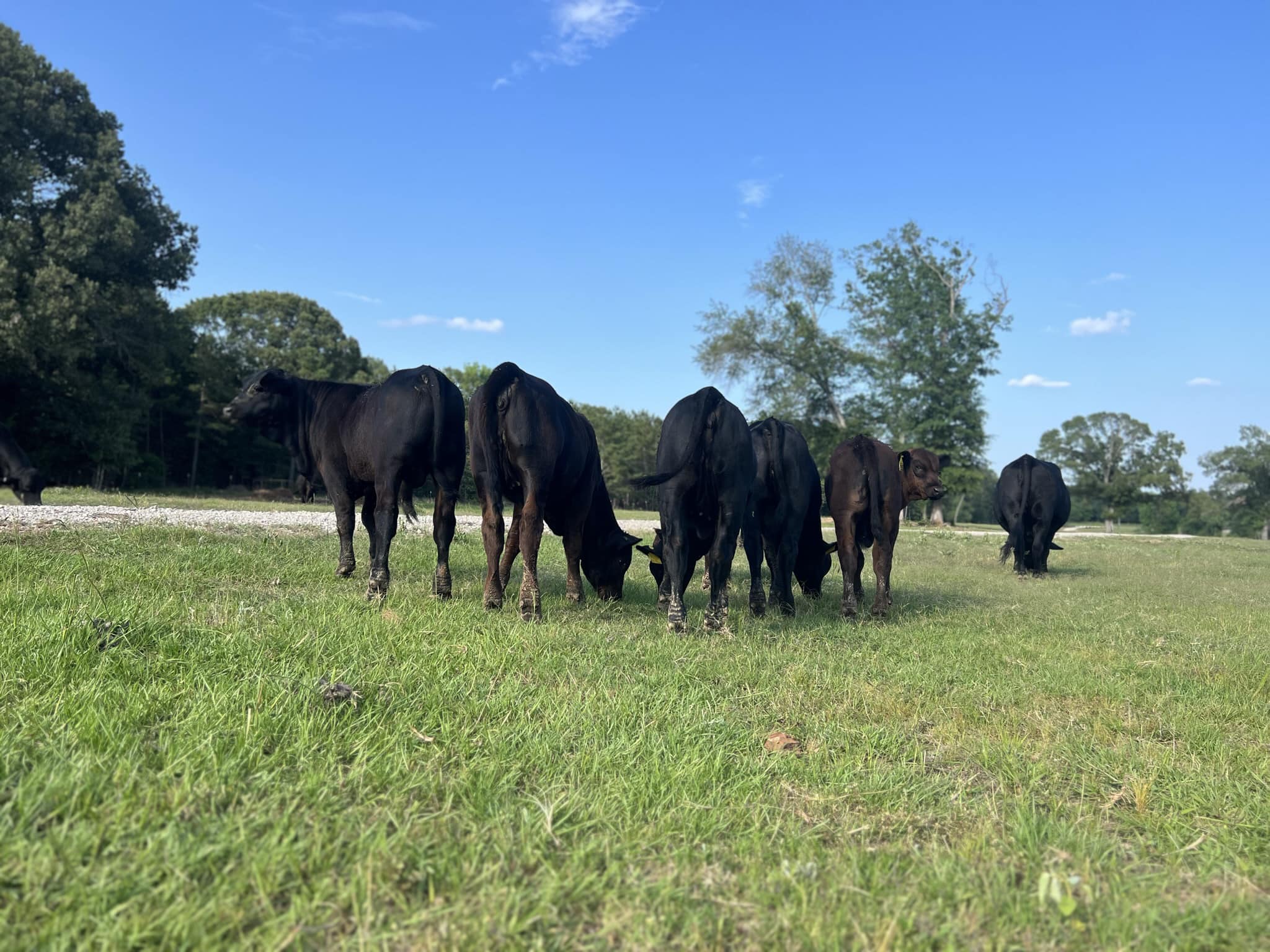3R Ranch & Cattle