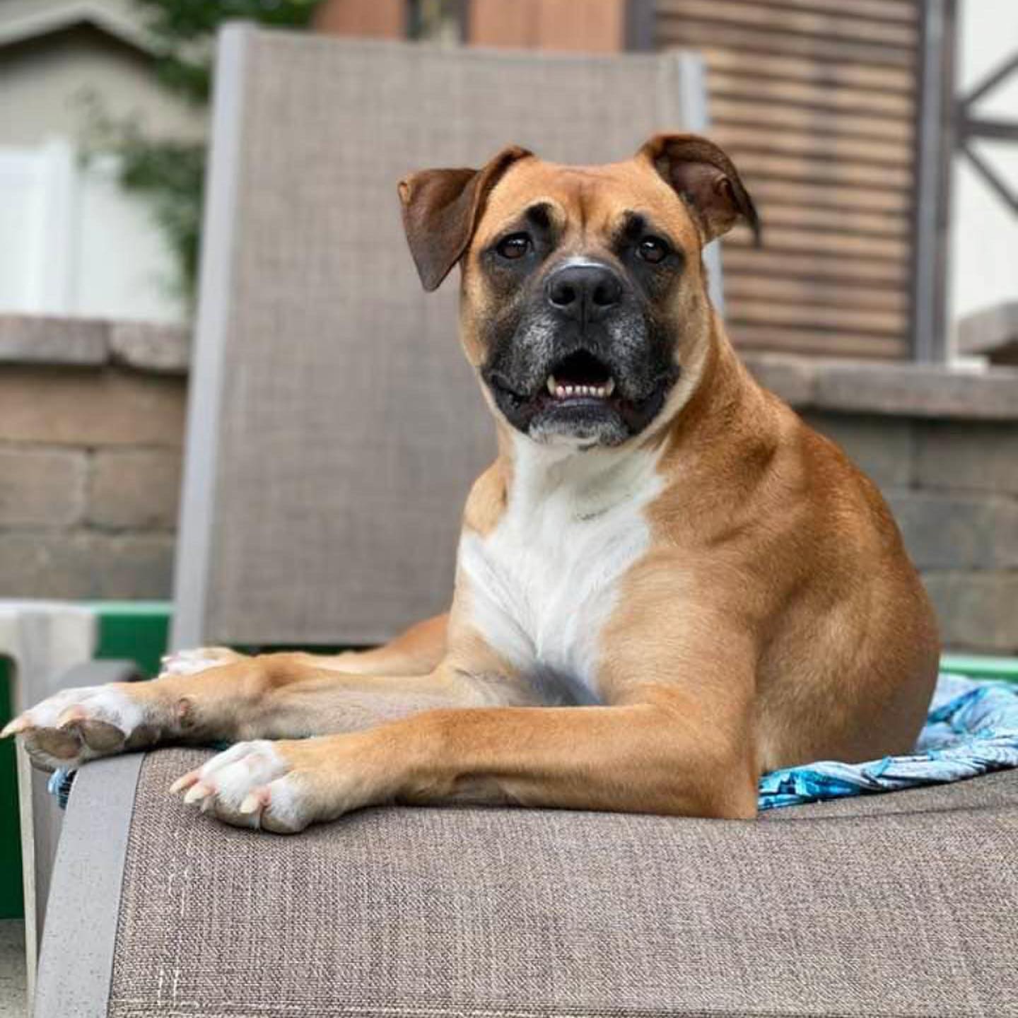 How can anyone resist this... - Blue Ridge Boxer Rescue | Facebook