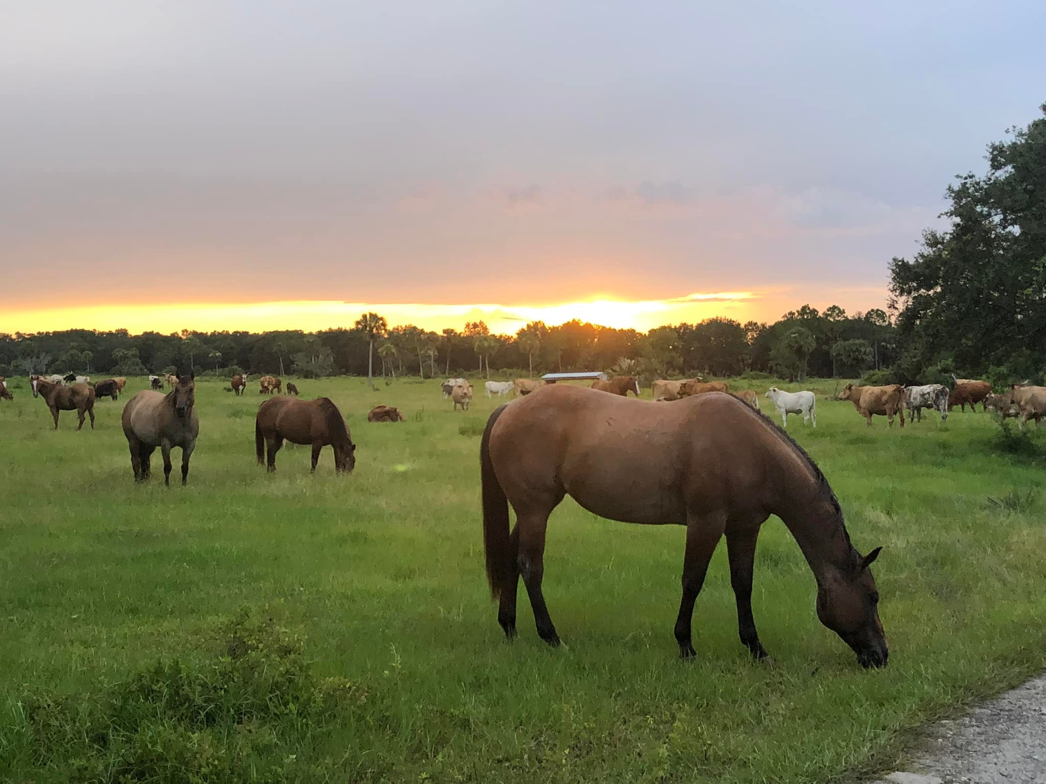 Rockin' Lazy RC Quarter Horse and Cattle Co.