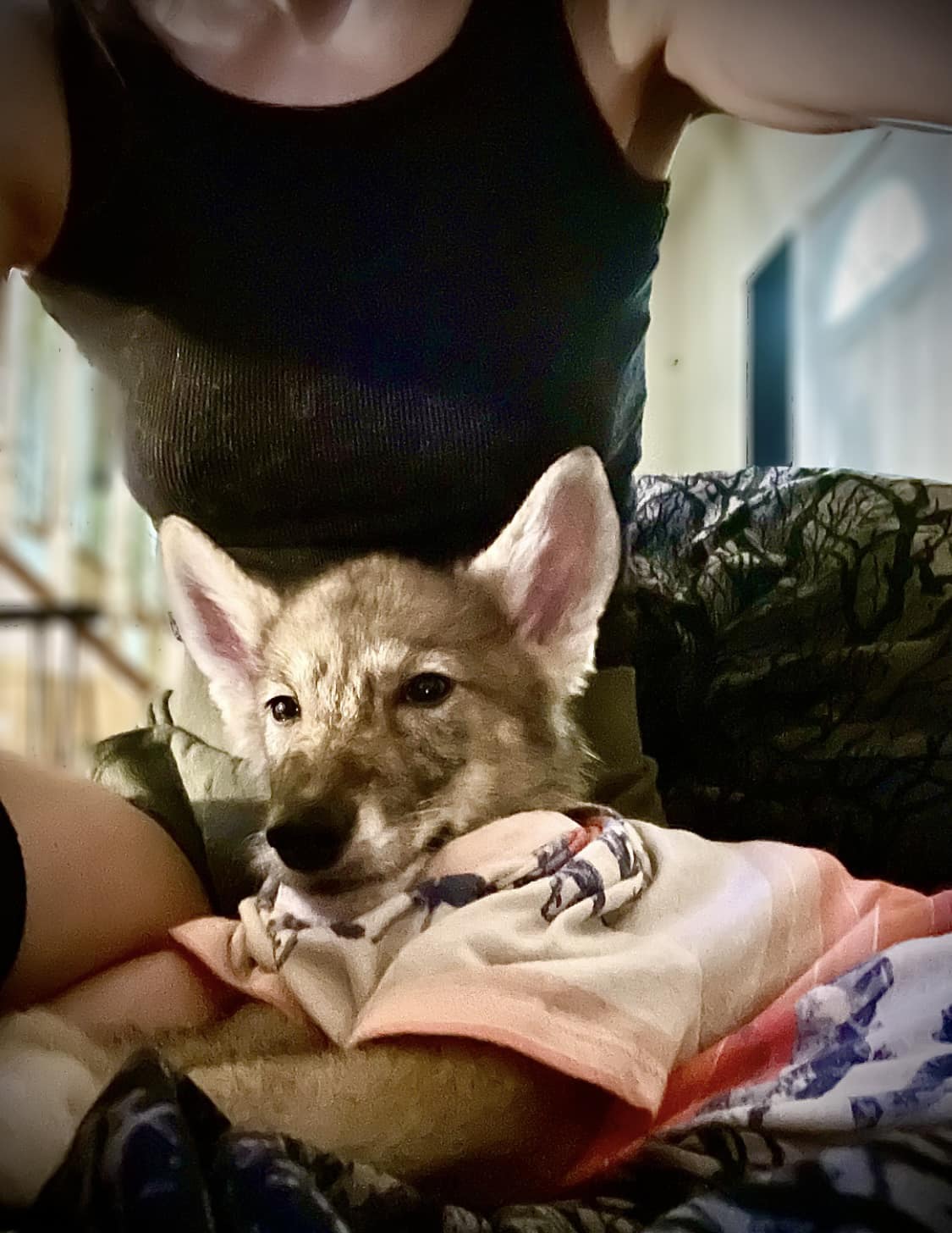 Wolfdogs of Appalachia | Johnson City TN