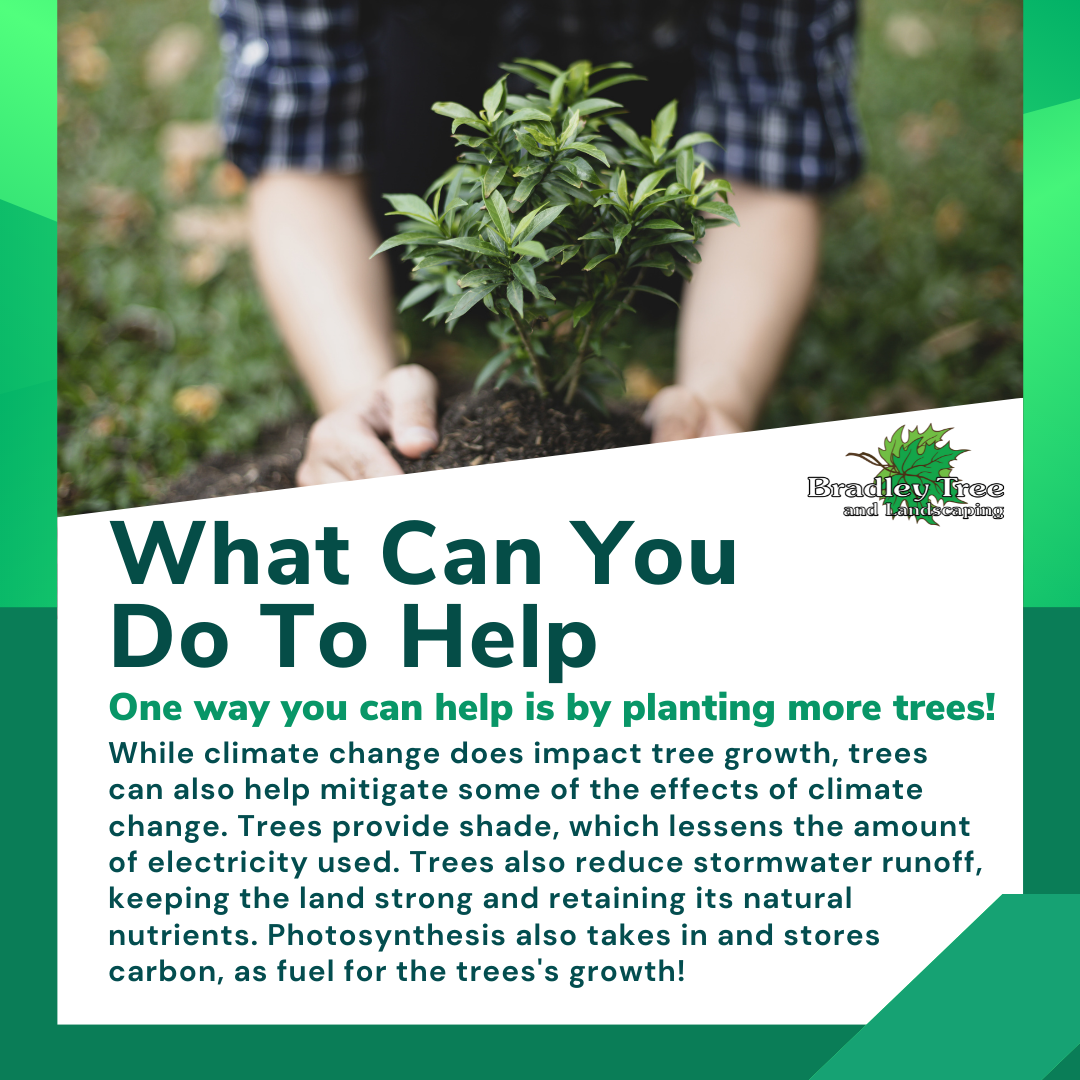 The climate is changing,... - Bradley Tree and Landscaping | Facebook