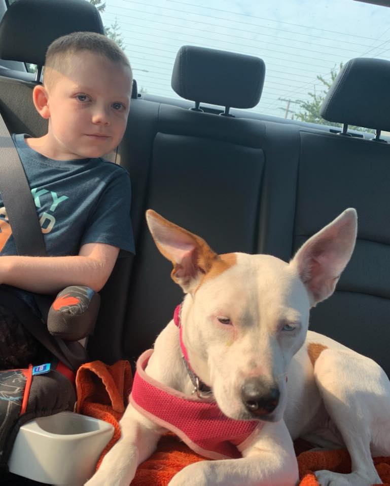 Pibble and All Paws Rescue... - Pibble and All Paws Rescue