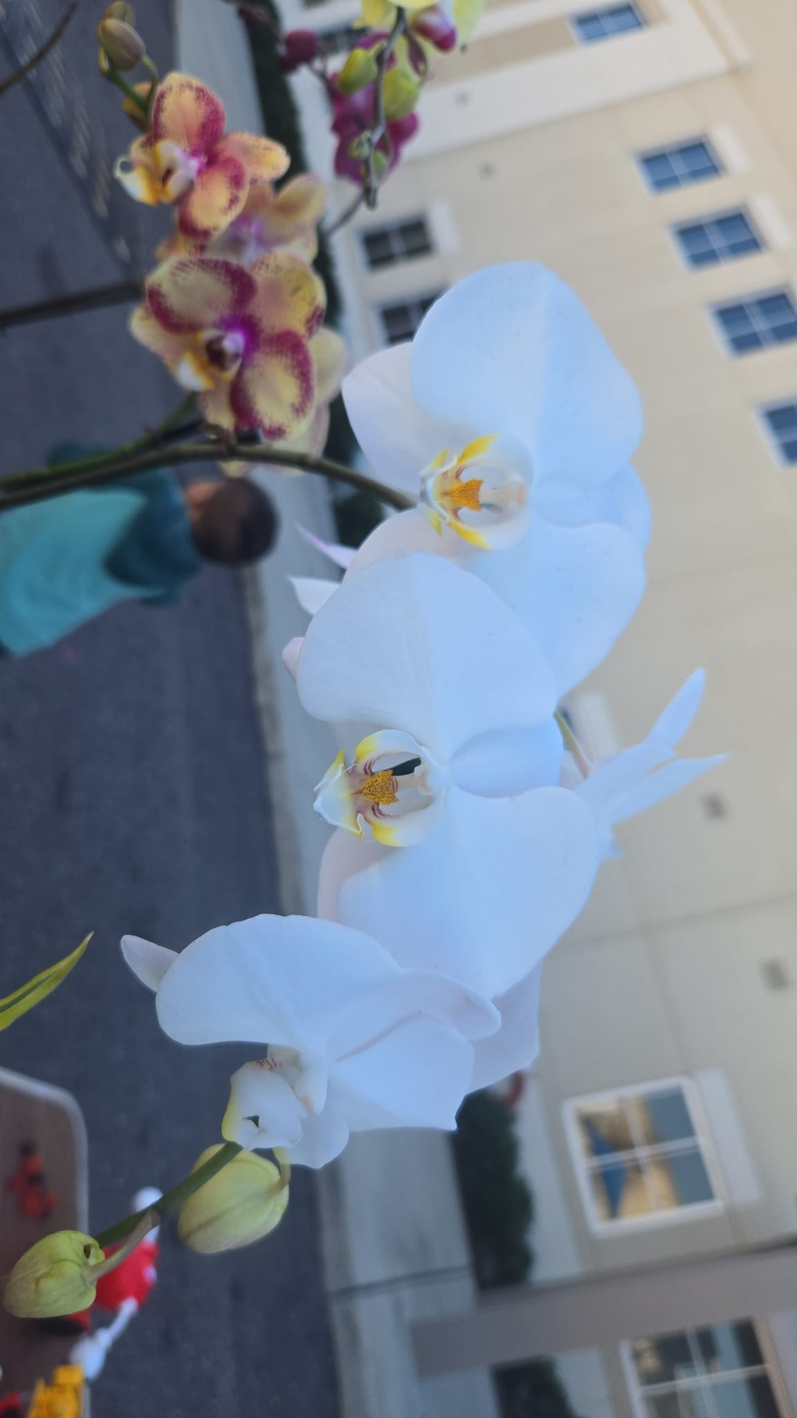 Plants R Us | Pinellas Park FL