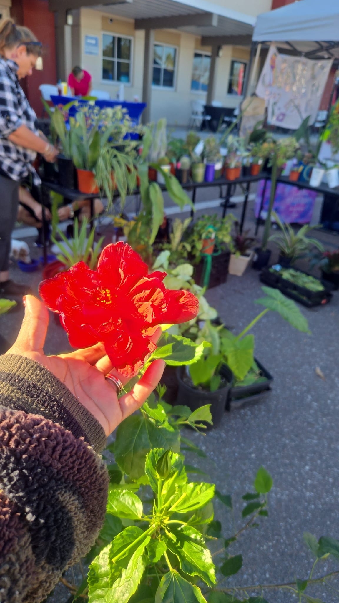 Plants R Us | Pinellas Park FL