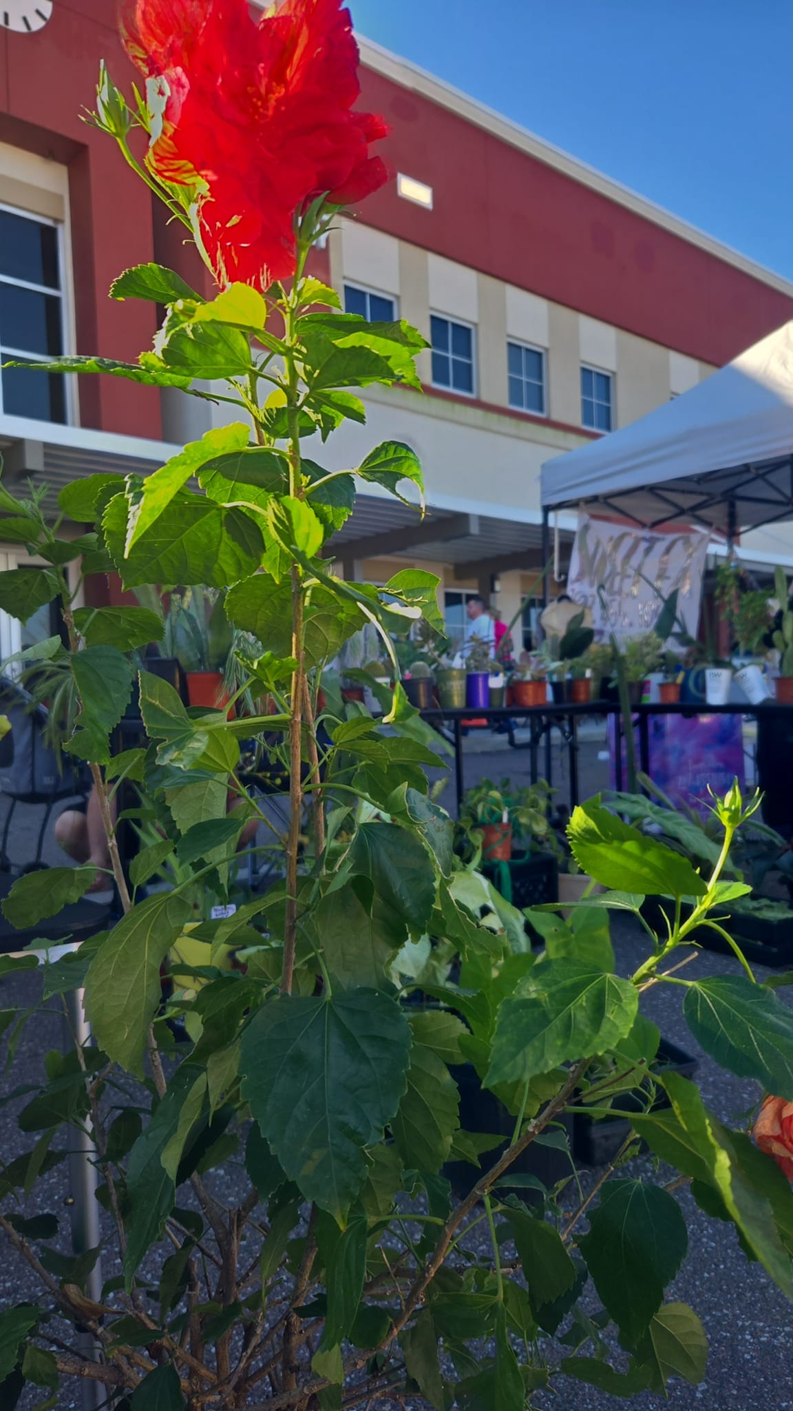 Plants R Us | Pinellas Park FL