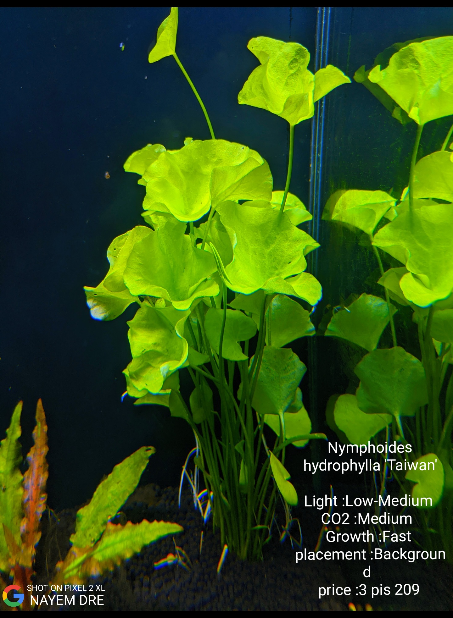 🍀🍀Fresh and Healthy plant... Aquatic Plant Centre