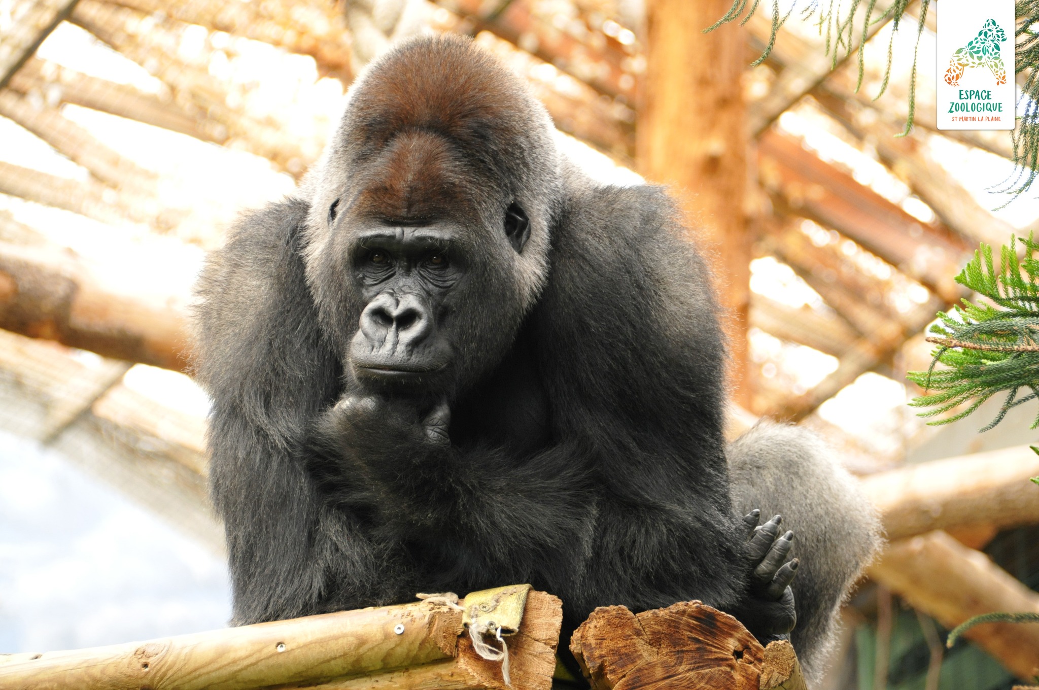 Reduction Billet Zoo Saint Martin La Plaine