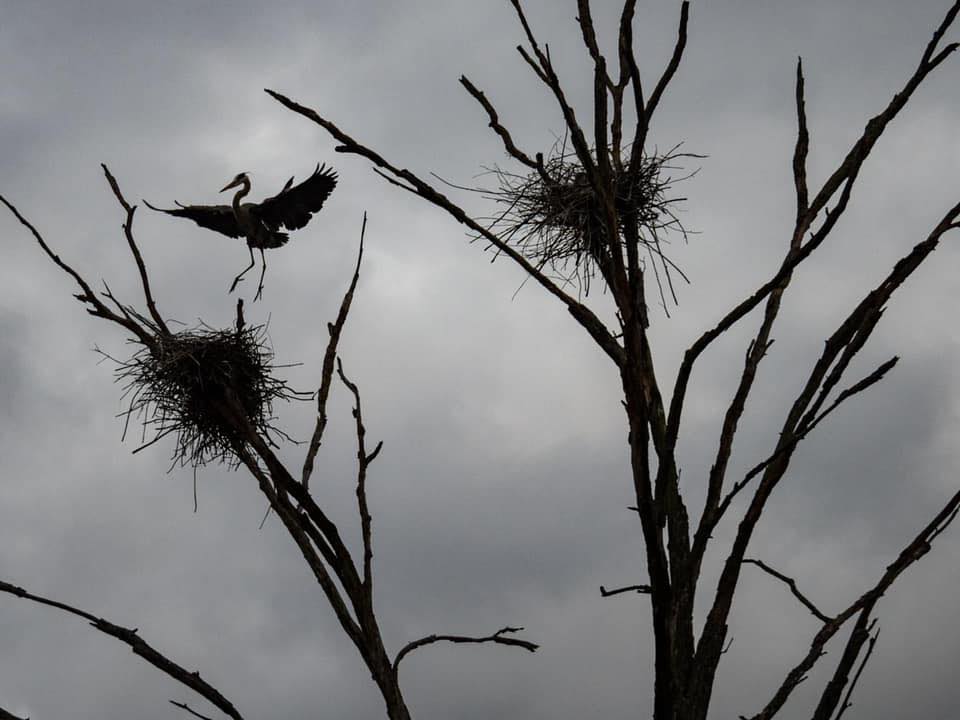 SAVE the Rookery | Rochester MN