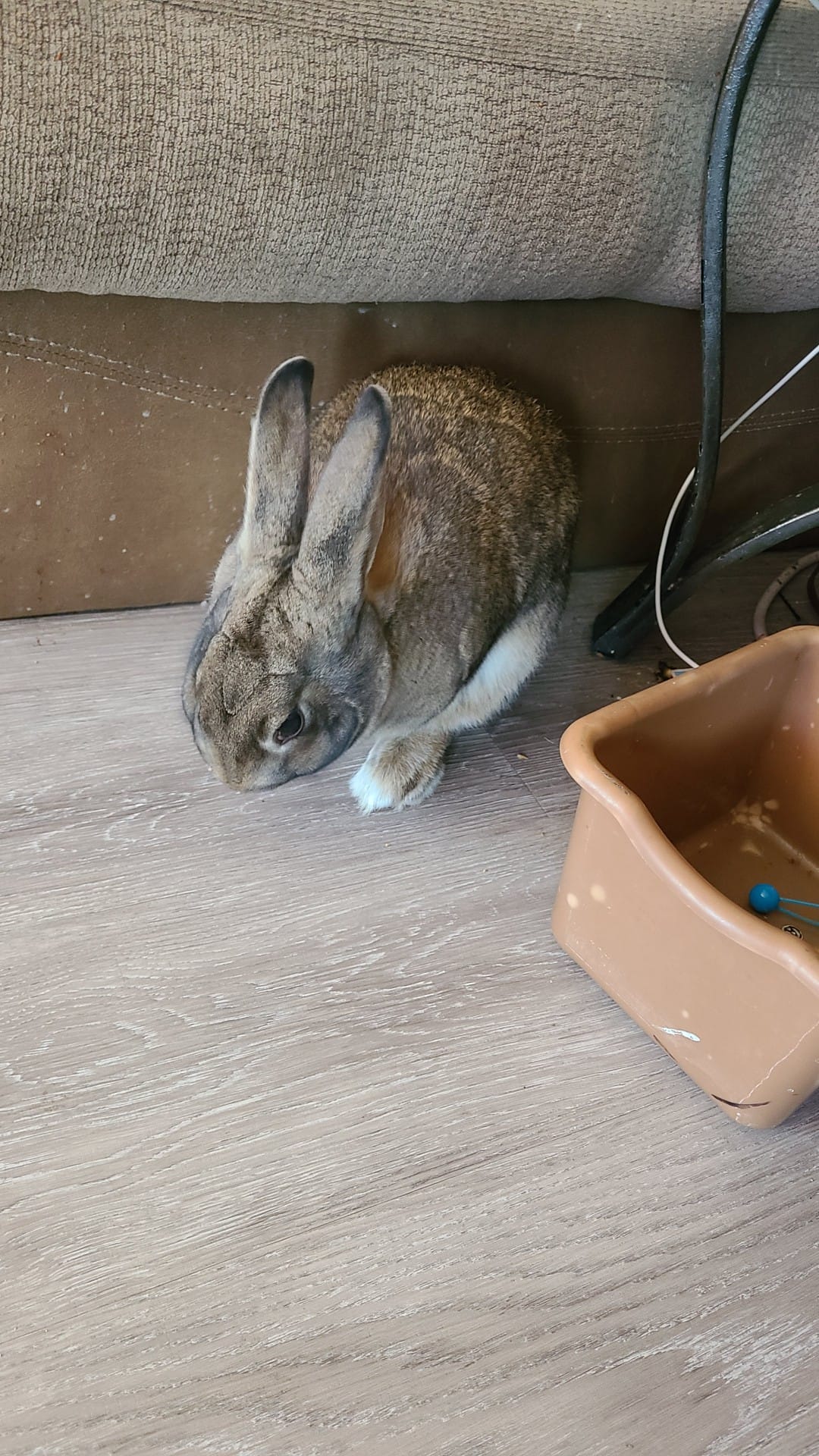 Lost pink bunny found at Ziggy's in Fenton, MI