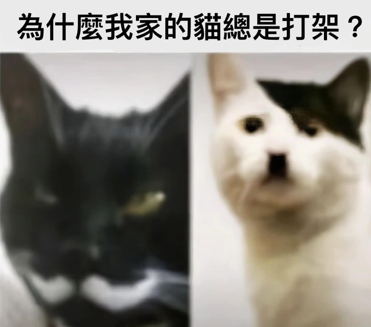 免費迷因 | Free Memes | 【打架】 可能有點歷史淵源⋯或什麼過節吧，大概 | Facebook