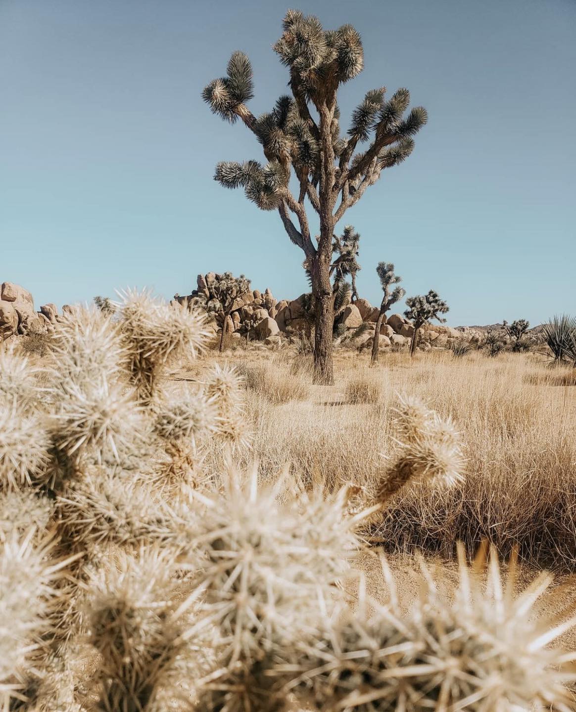 Joshua Tree Coachella Valley Photo! - by 23mmfilm
