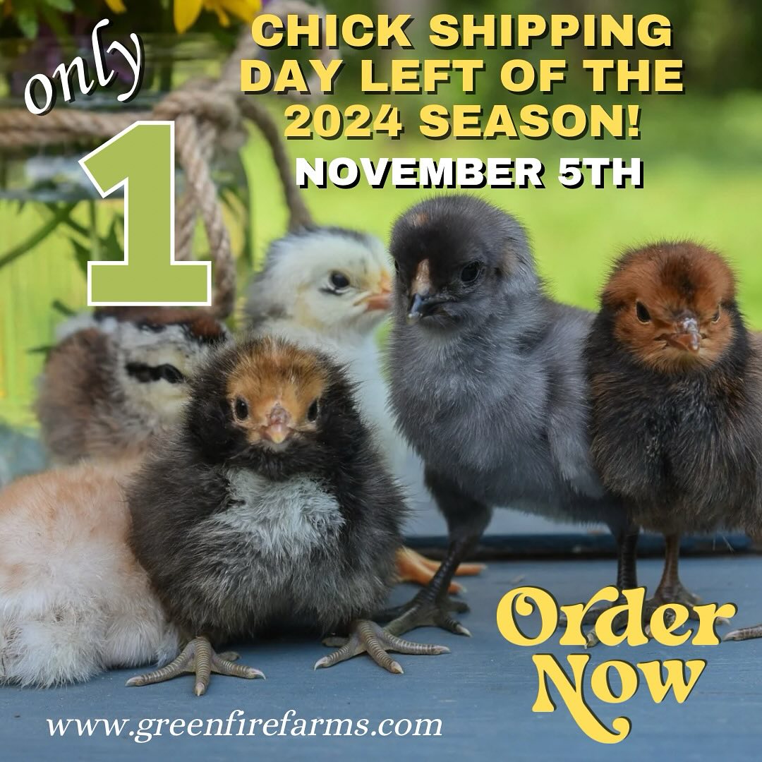Greenfire - It’s here! Our last chick shipping day of the year!! 😱 This ...