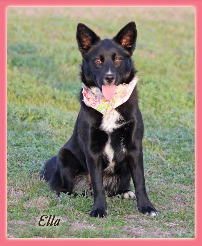 Ella is a shepard mix... - Small Dog Rescue of New England