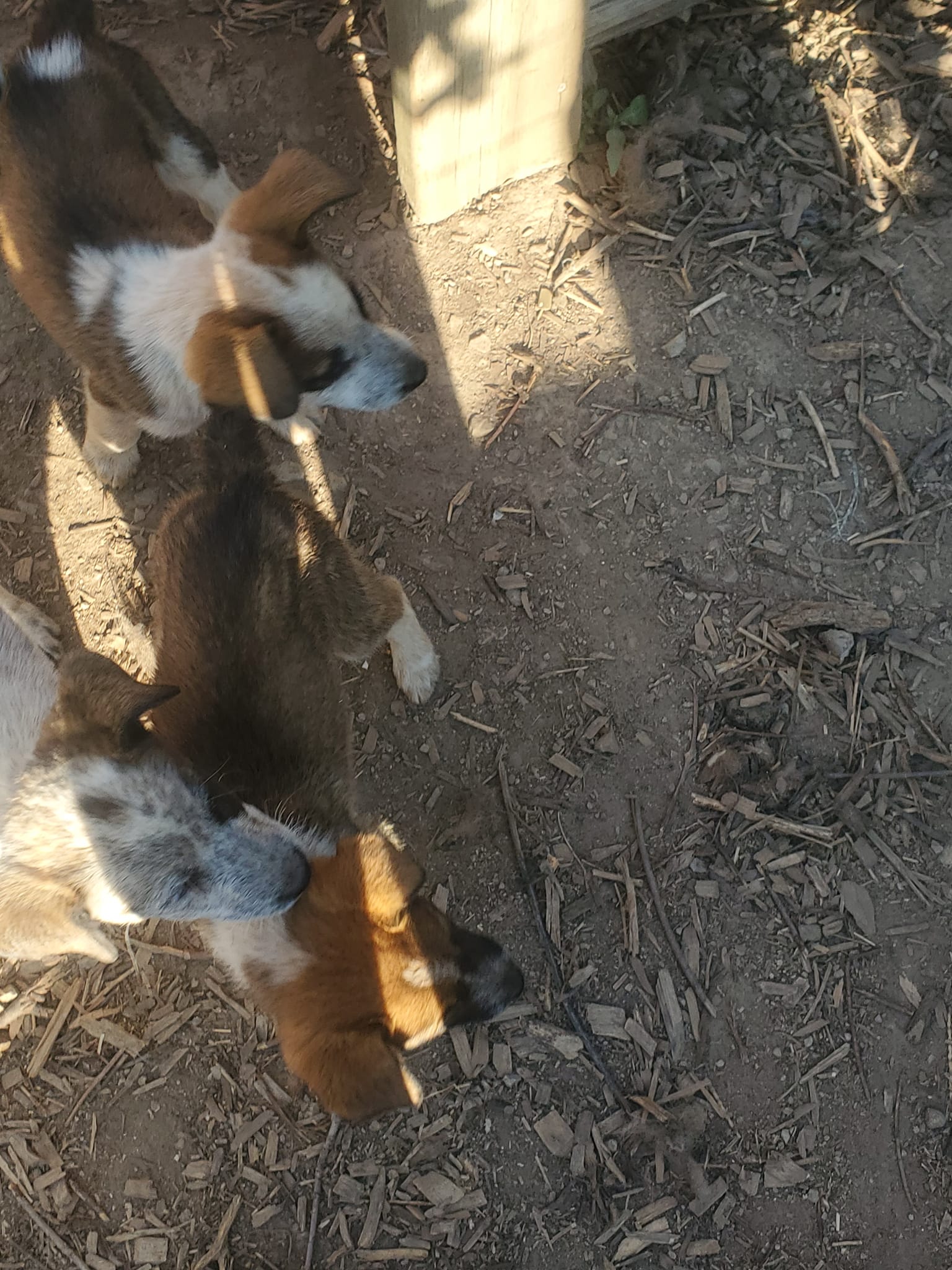 Living Planet Farms, LLC