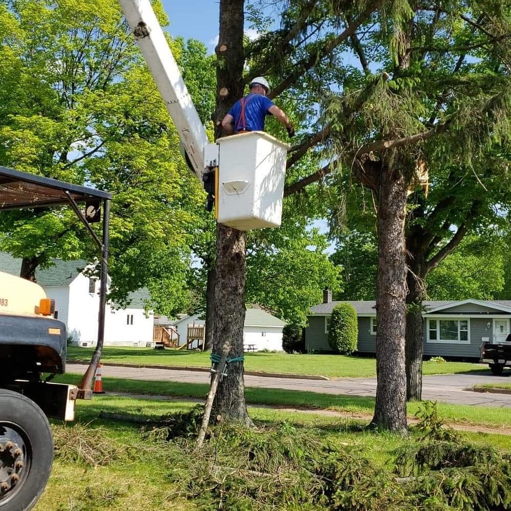 Above and Beyond Tree Service