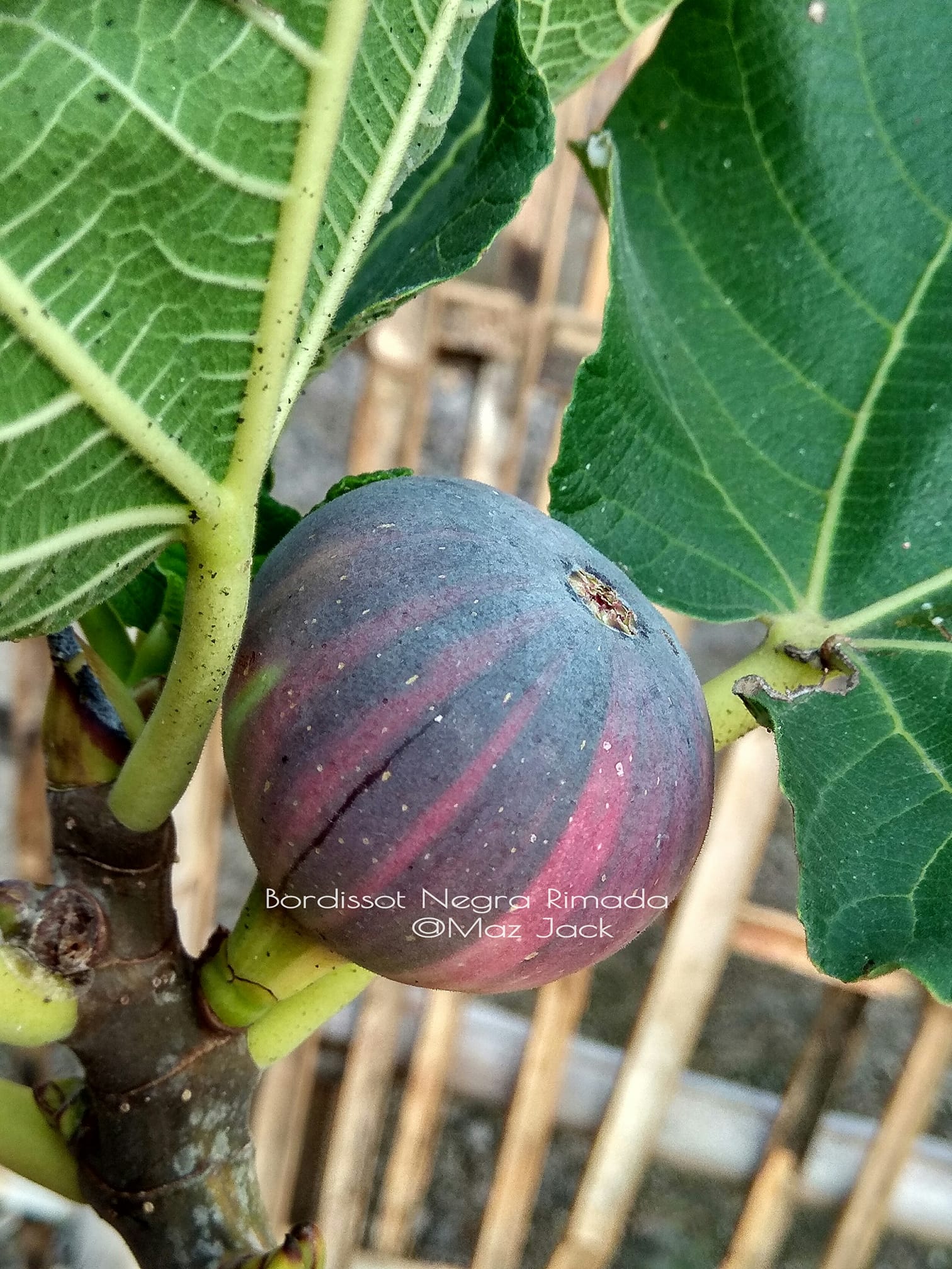 Air-layered variegated Bordissot Negra Rimada fig tree planted