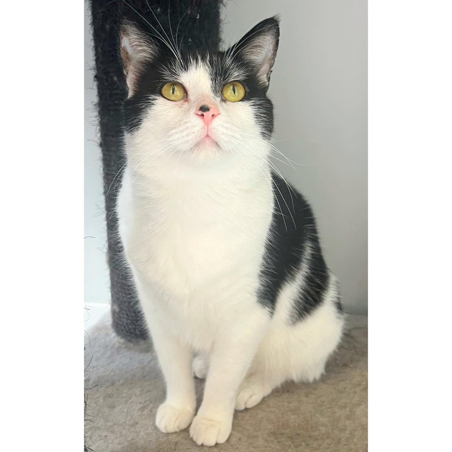 🎄 CHRISTMAS SPECIAL $50 ADOPTION... - Perth Rescue Angels