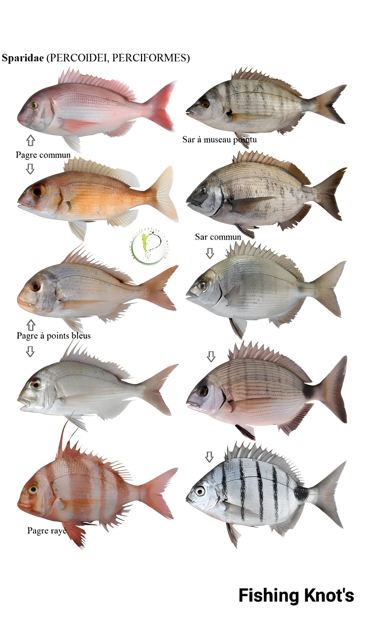 Mumu Kitchen - Sparidae ( Percoidel, Perciformes ) #fish... | Facebook
