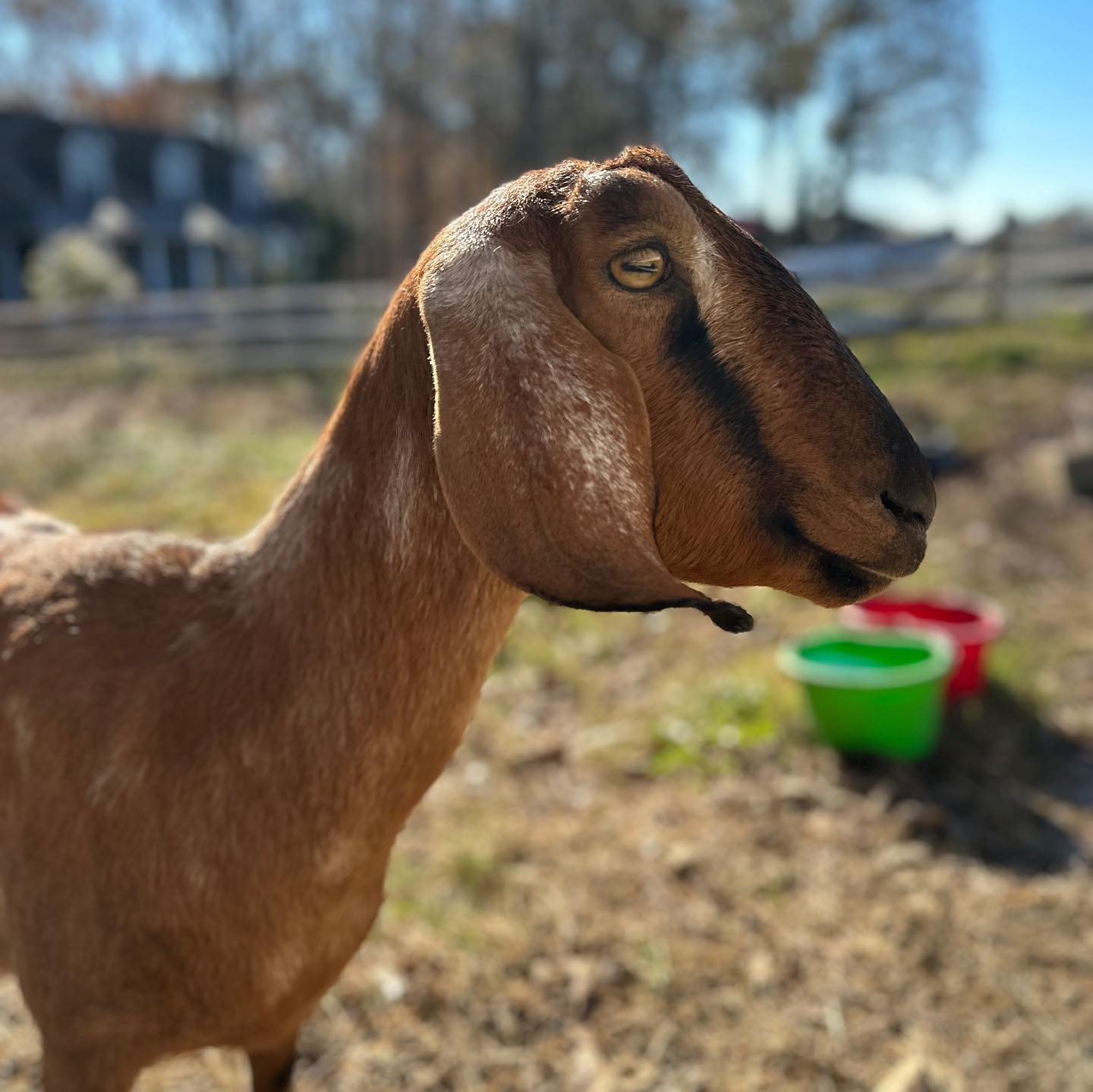 Help us welcome Luna to our... - Good Karma Ranch Alpacas | Facebook
