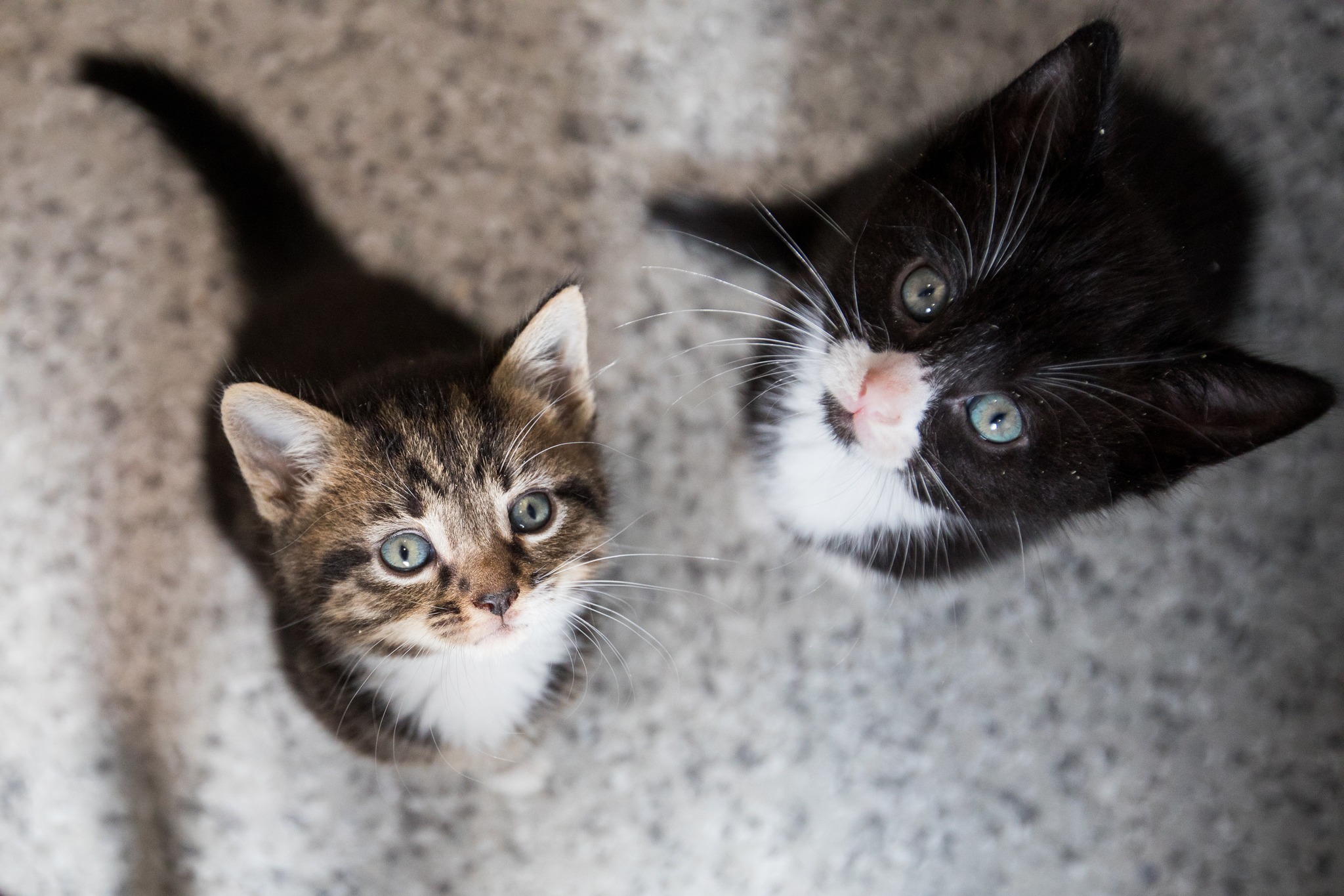 Have a... Bracknell & Wokingham Districts Cats Protection