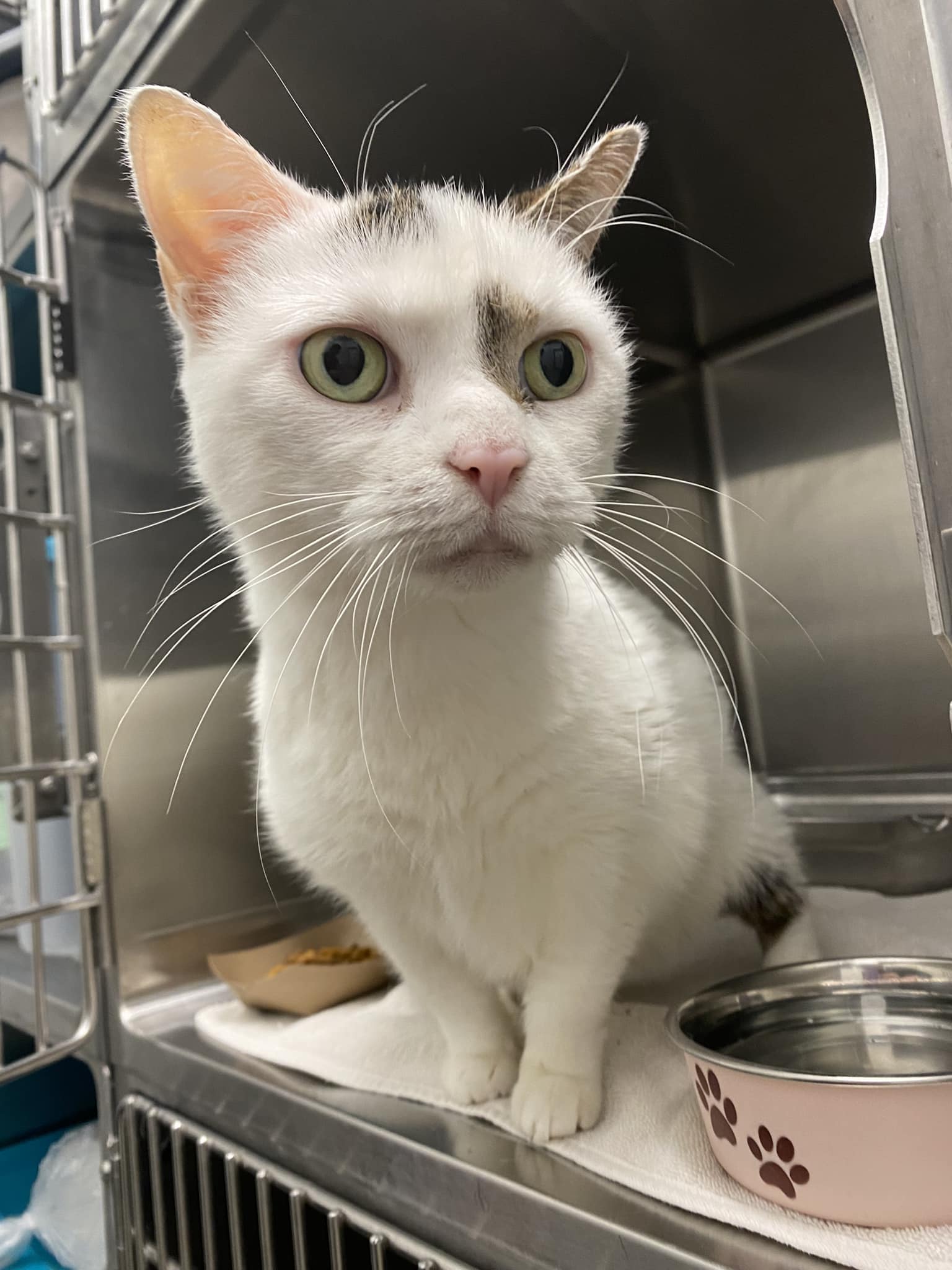 cat me様確認用 FOUND CAT- This male cat was found on N. 8th Ave in Mechanicville