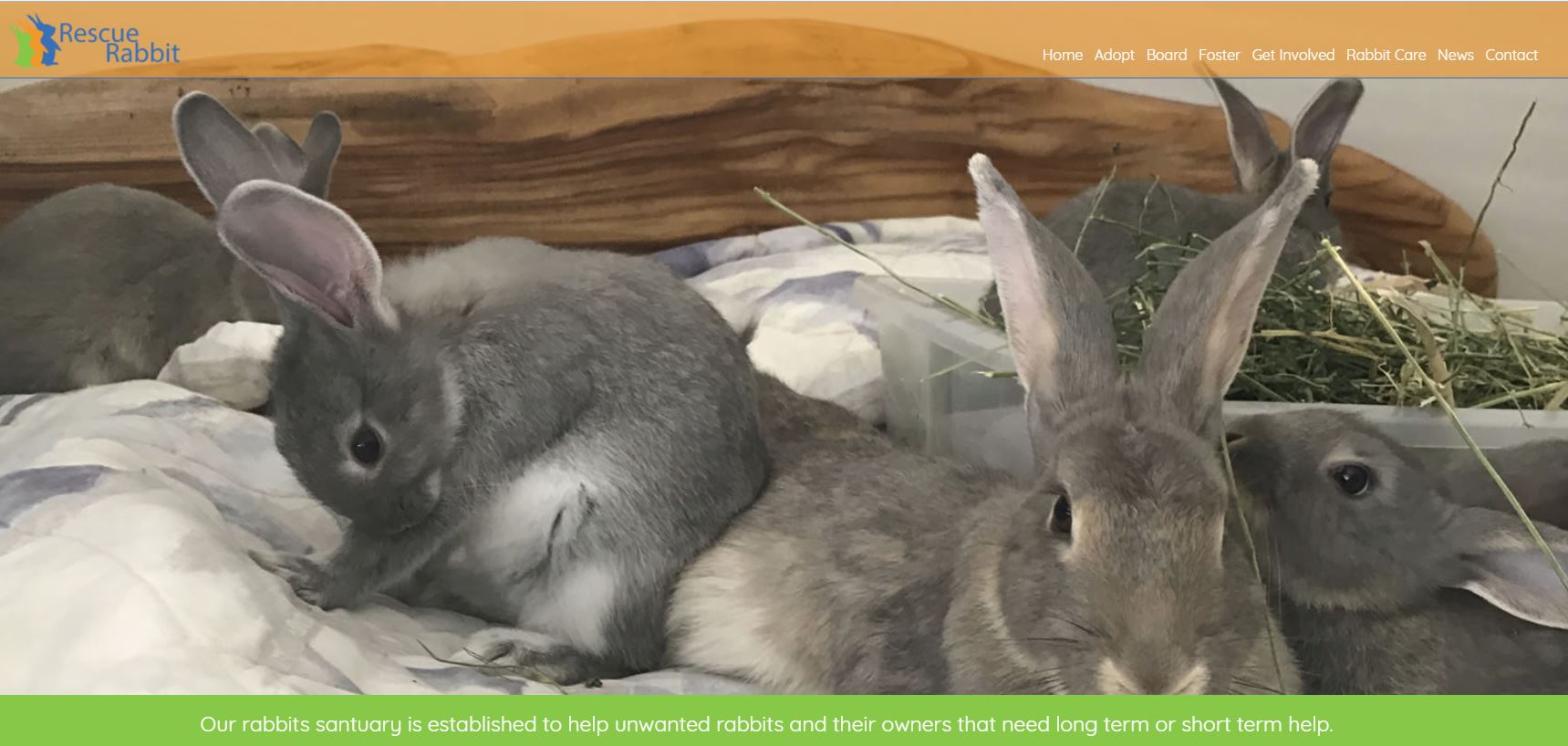 Rescue Rabbits | Umina Beach NSW