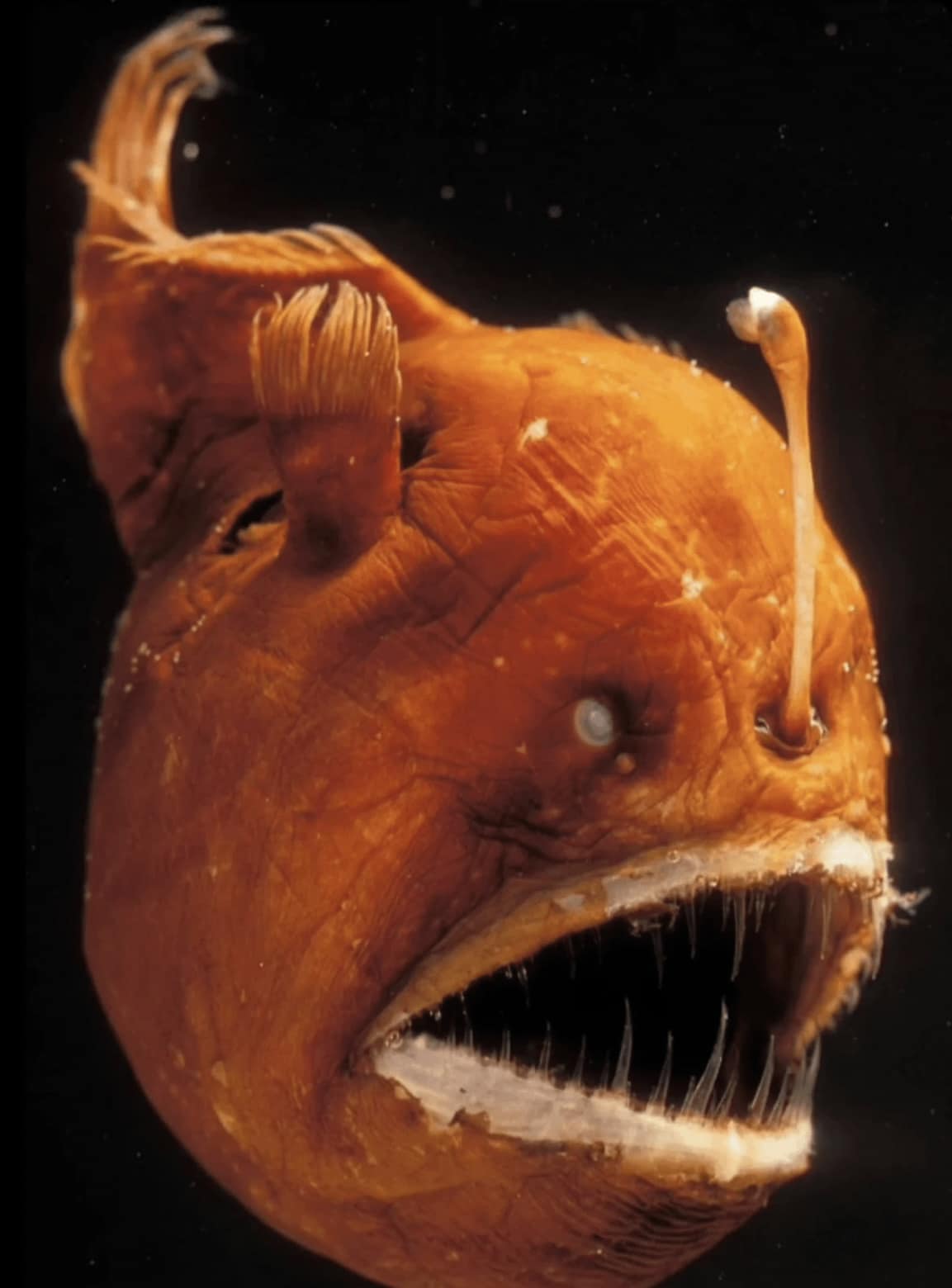 Ancient - When male and female anglerfish mate, they fuse together ...