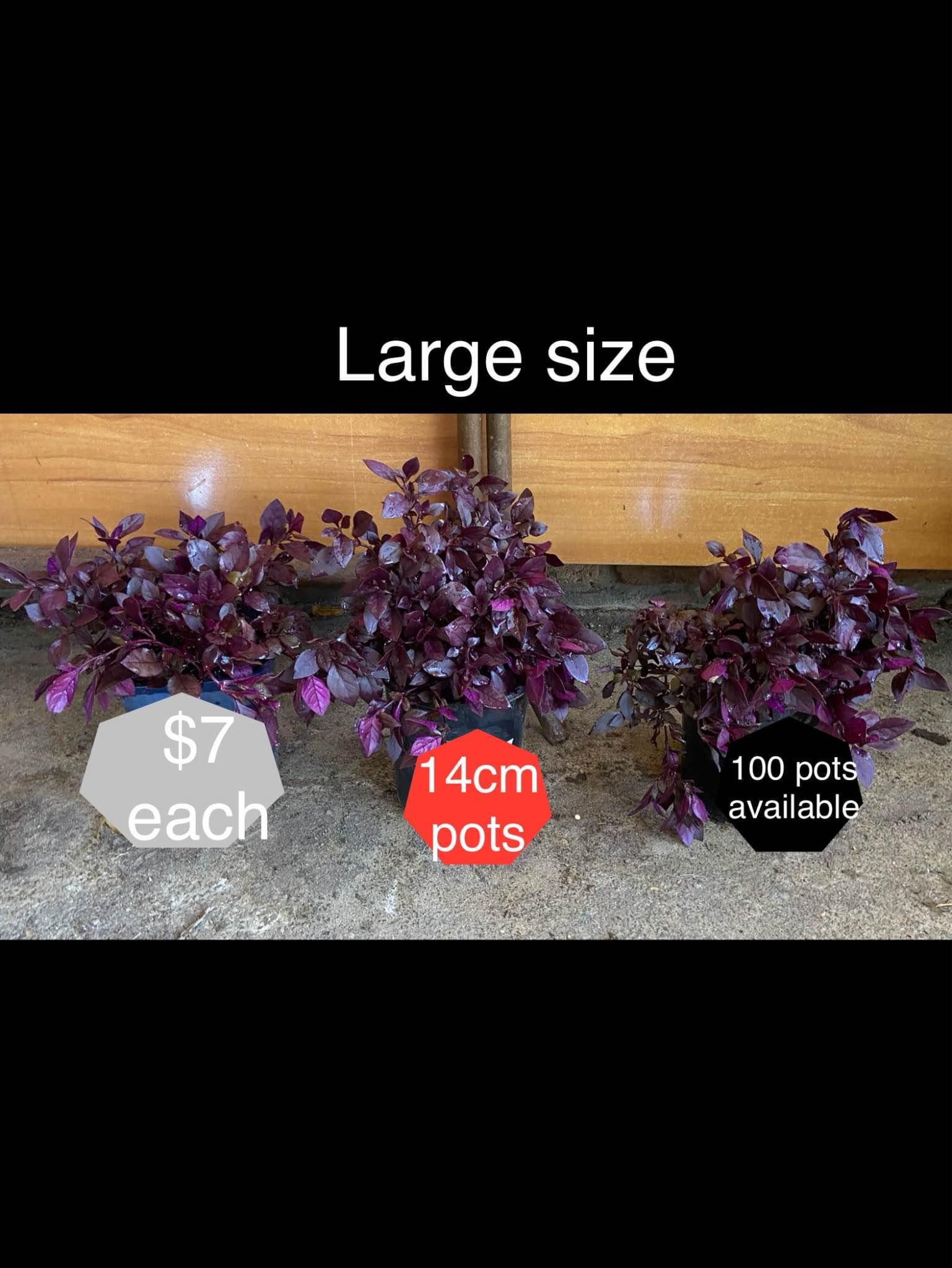 Large size little red ruby at $7 each,pick up Carlton - Plants ...