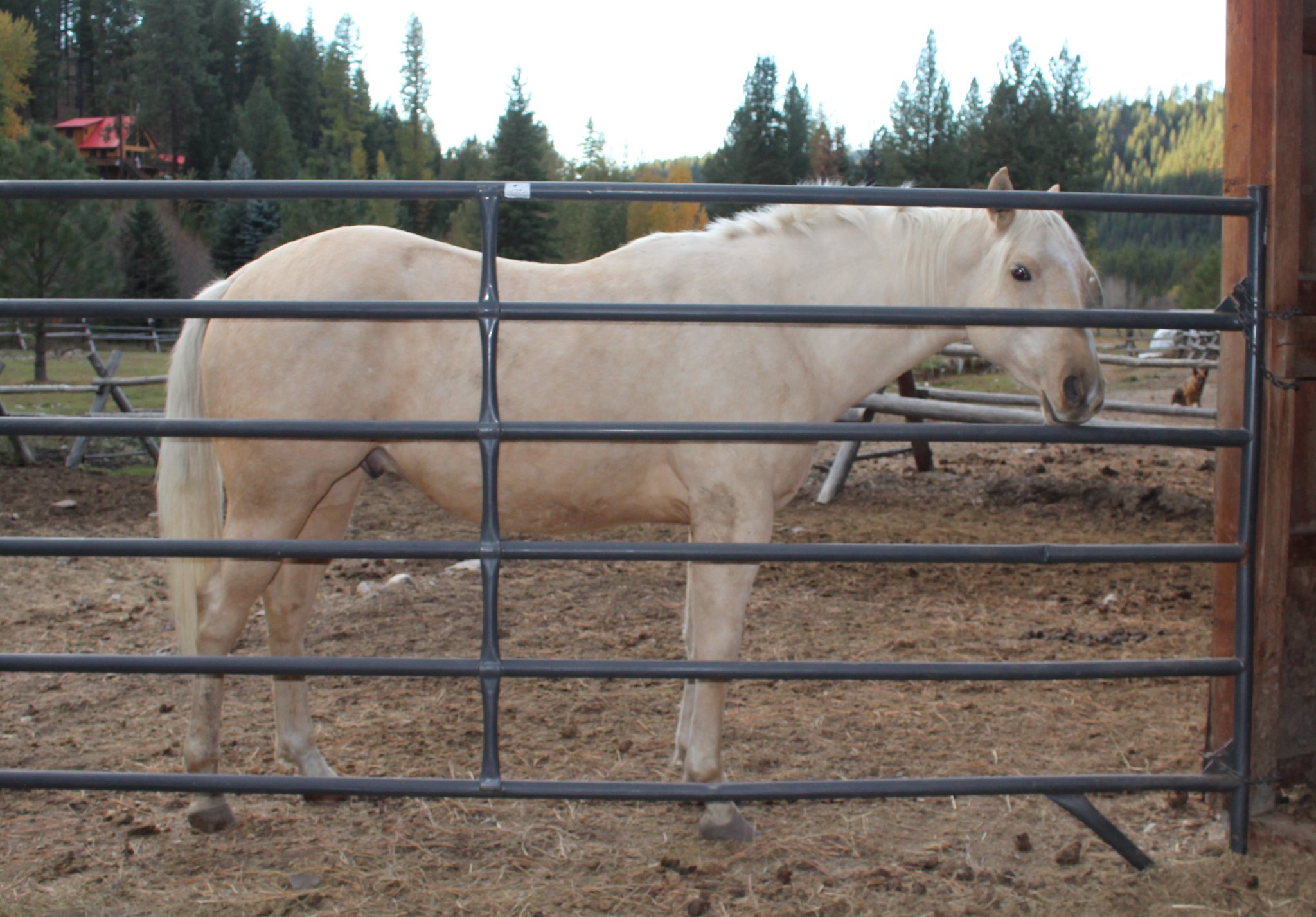A.L.E. Ranch