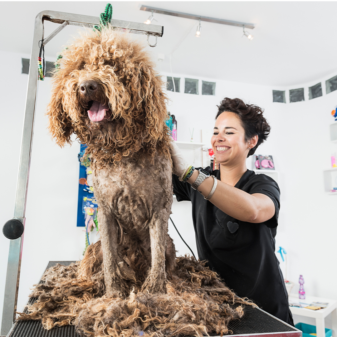Baker - 18. Before you shave your long-haired pup’s fur, consider this ...