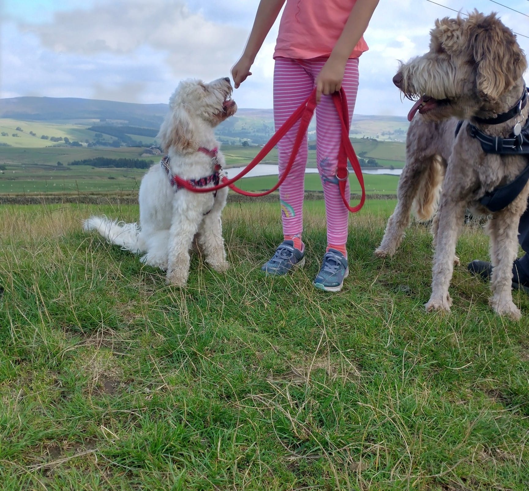 Addingham Dog Walking, Home boarding & Pet Services