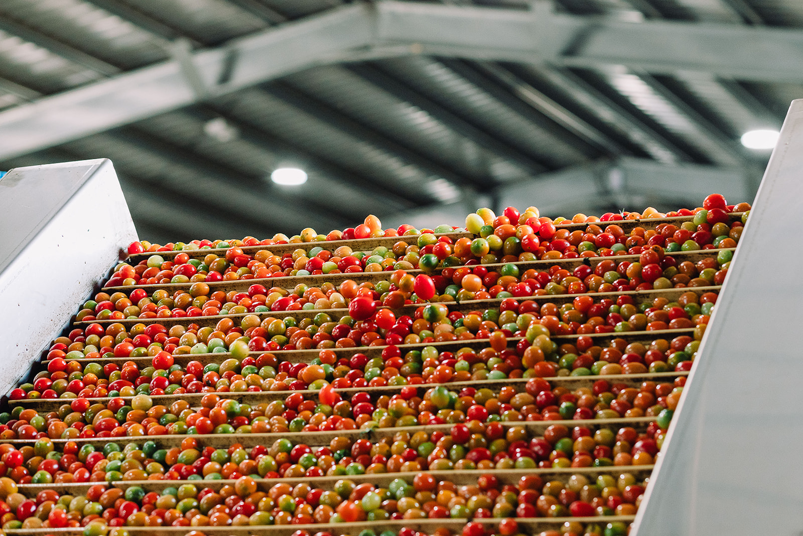 Sunripe - Our sorting lines are able to grade nearly...