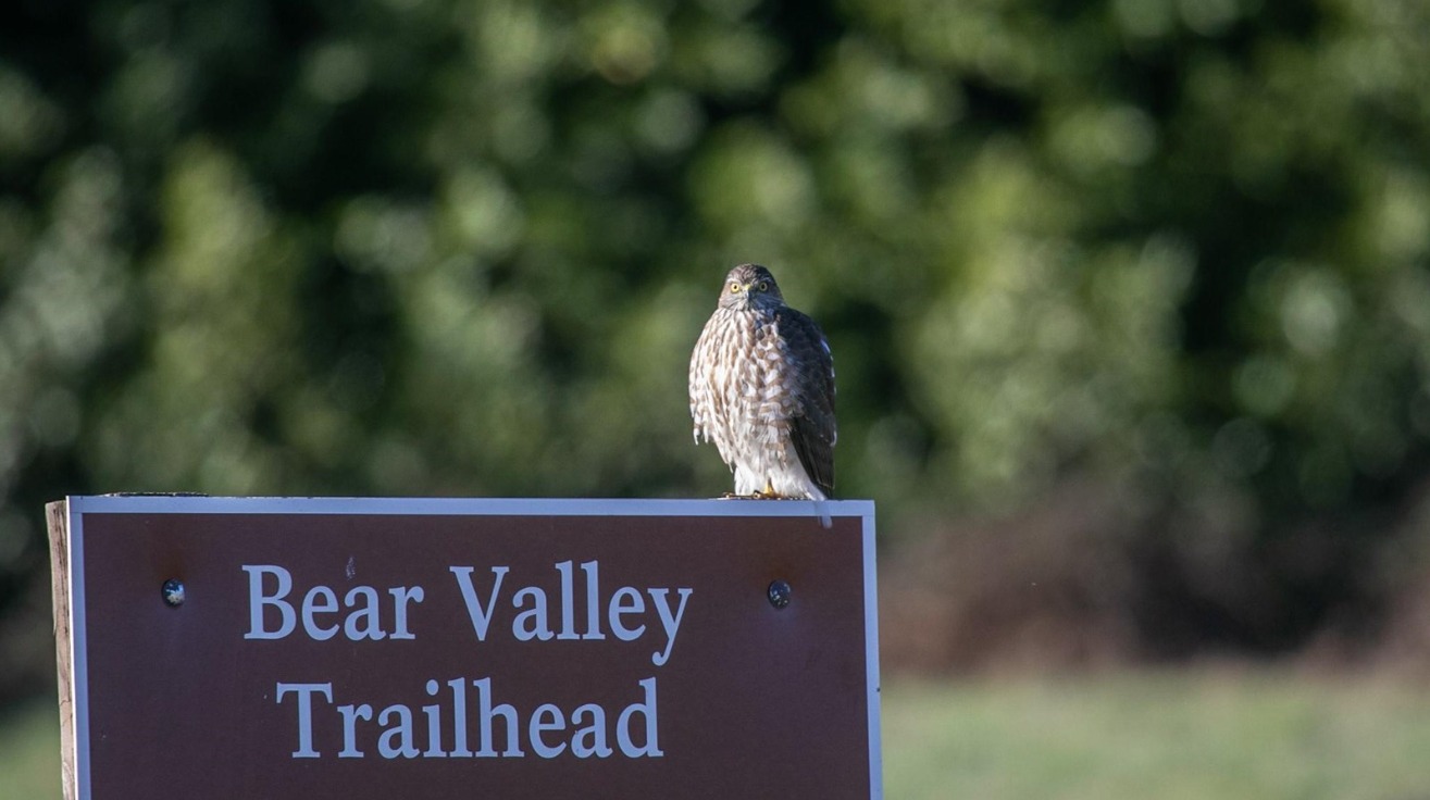 Point - The Bear Valley area is a Point Reyes National Seashore birding ...