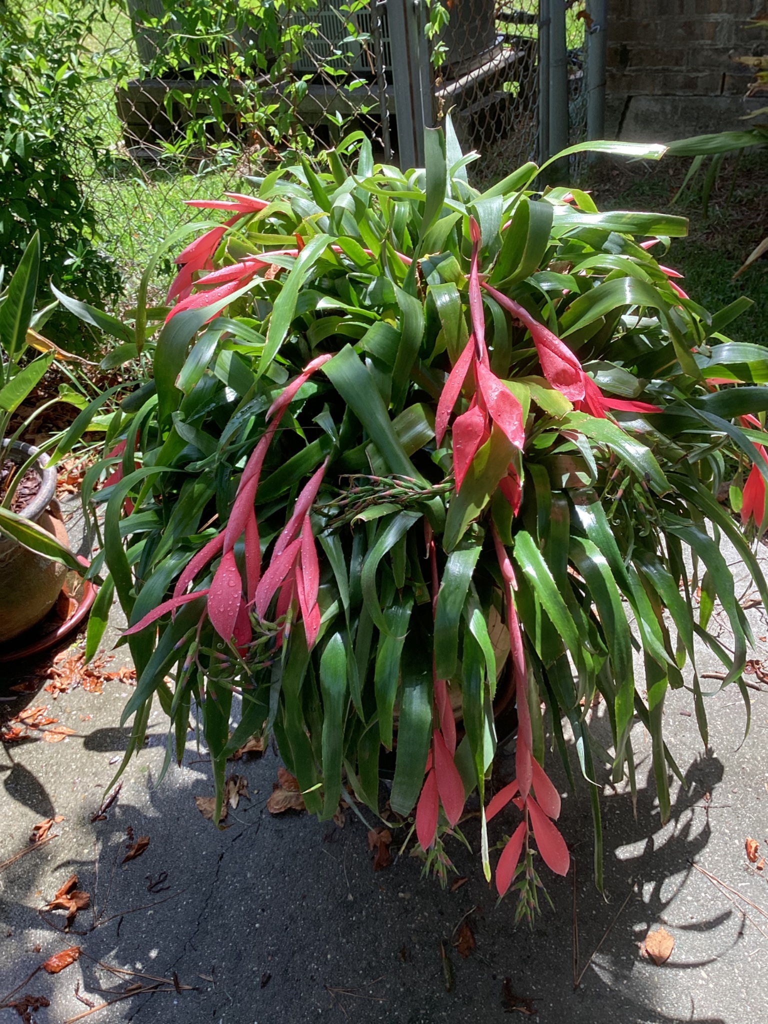Billbergia 'La Vie En Rose' bromeliad review